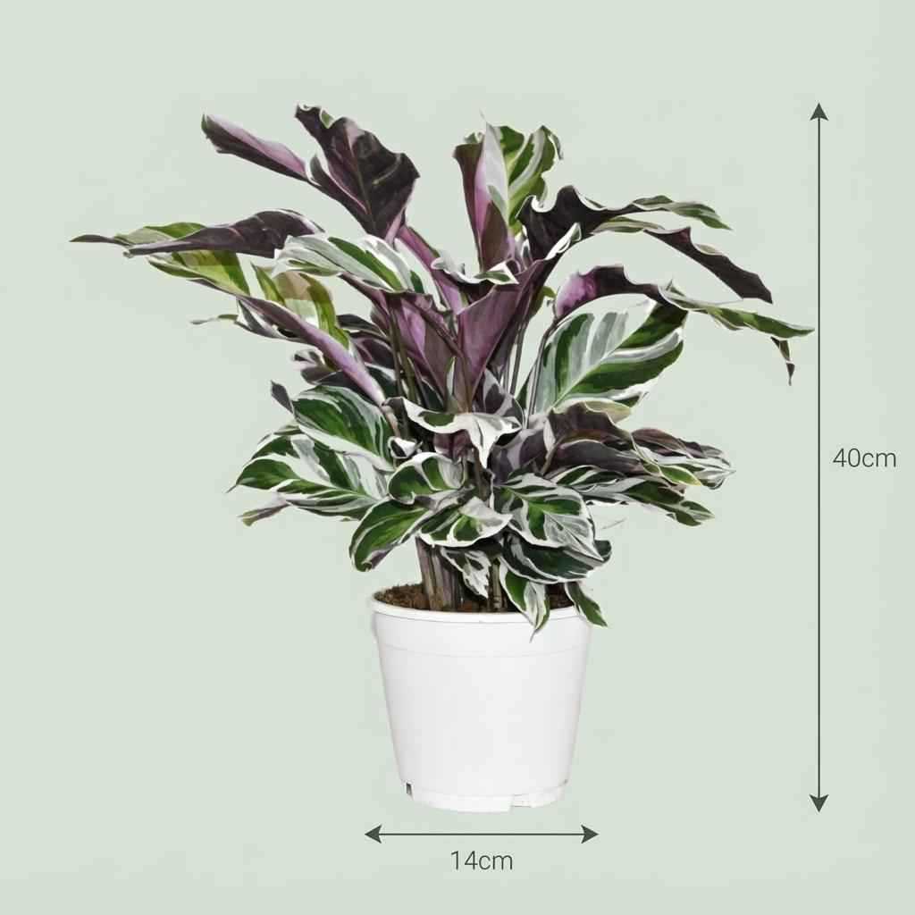 Image of Korbmarante Calathea Fusion White Ø14cm Höhe 35-40cm – Seltene Gebetspflanze mit weißen & lila Blättern – Exklusive Zimmerpflanze für Wohnraum-3