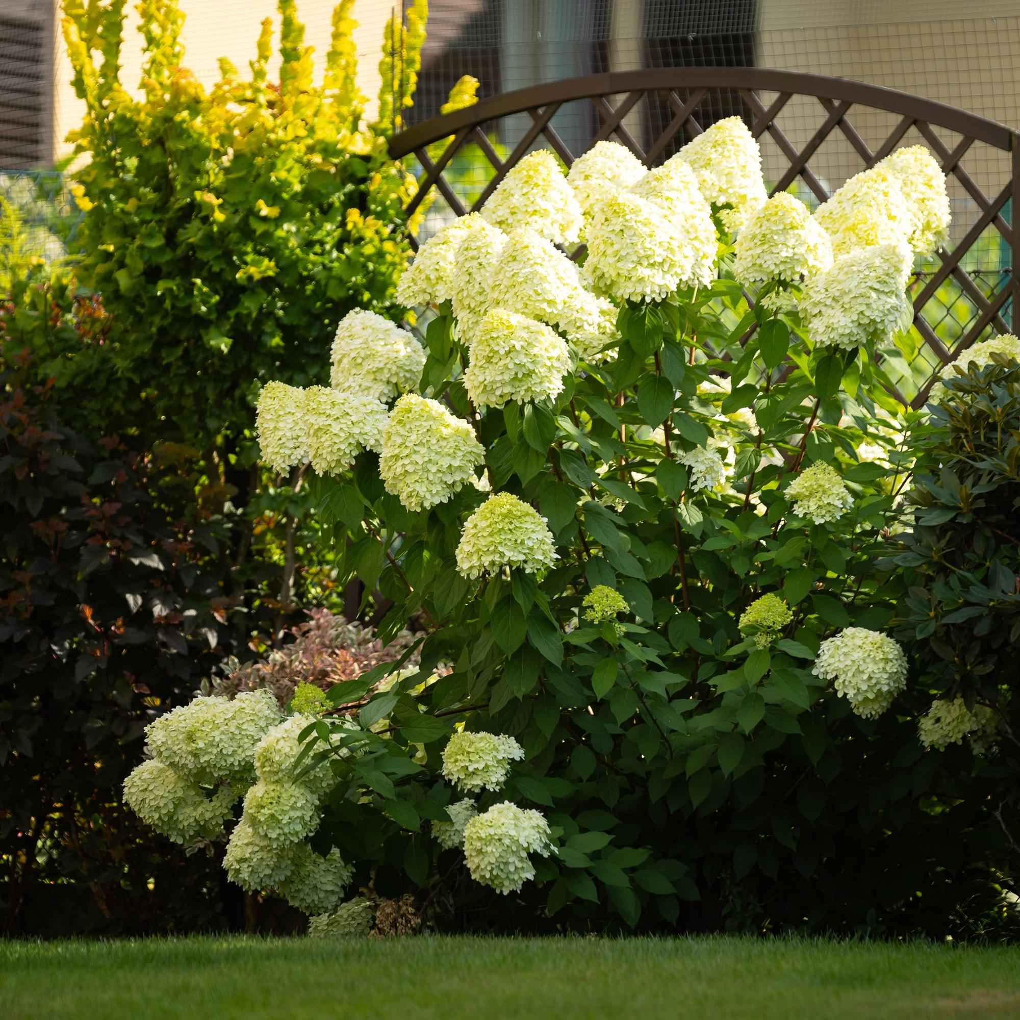 Image of Rispenhortensie – Hydrangea panniculata Limelight – Blüte Limonengrün – Cremeweiß – 3 Pflanzen für 1m² – Laubabwerfend – Große Blüten – 17cm-3