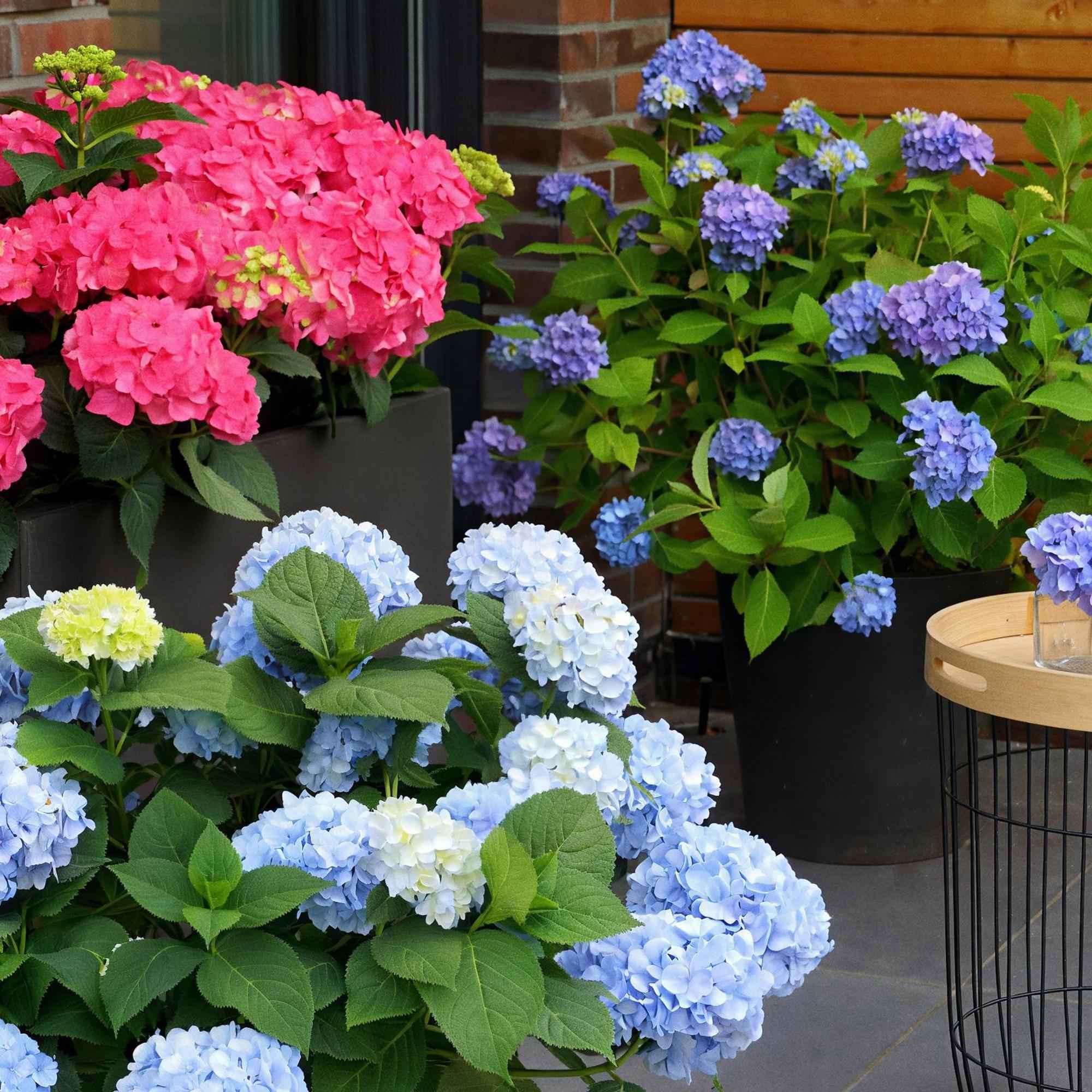 Image of Hortensie Hydrangea Endless Summer The Original Blue winterhart blau 20-25cm 14cm für Garten Balkon Terrasse Beet blühender Zierstrauch pflegeleicht-3