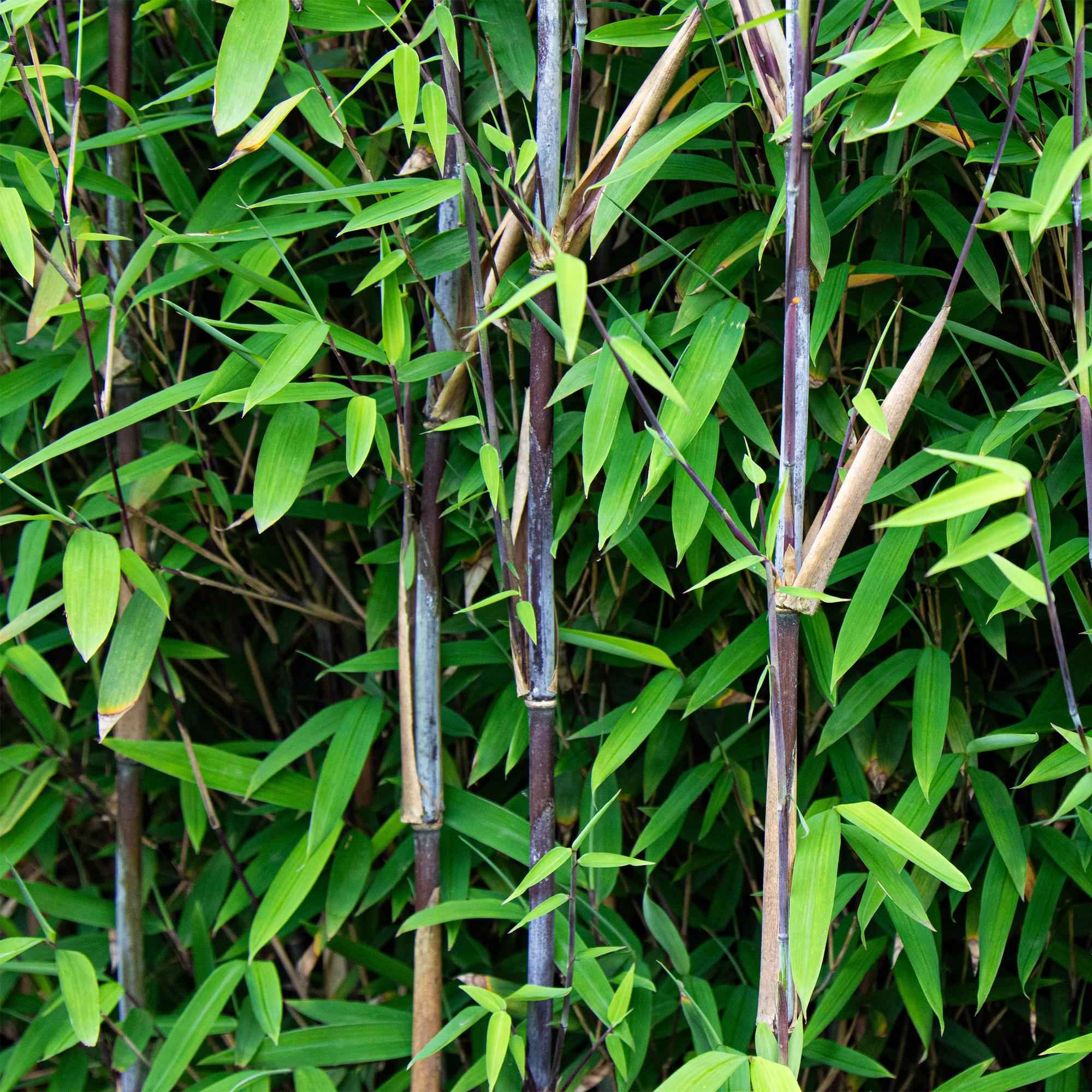 Image of Bambus Fargesia nitida Black Dragon nicht ausbreitend immergrün 80cm 23cm für Garten Terrasse Balkon Hecke Sichtschutz pflegeleicht winterhart