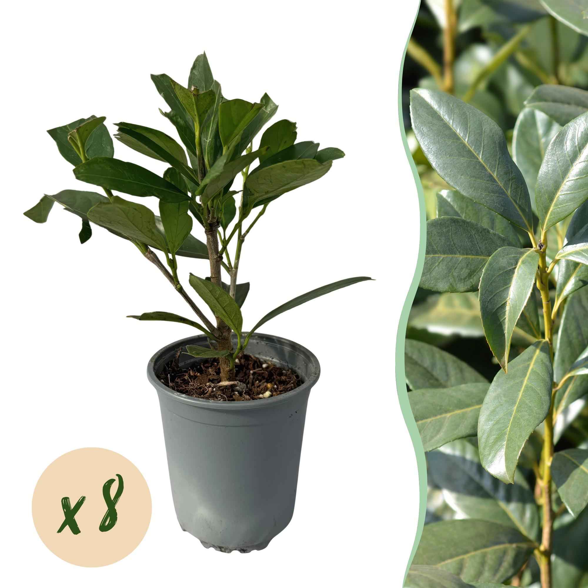 Image of Kirschlorbeer Prunus laurocerasus Caucasica – Immergrün – 8 Pflanzen für 1m Hecke – Schnellwachsende & winterharte Heckenpflanze – Ø9cm Höhe 30-35cm