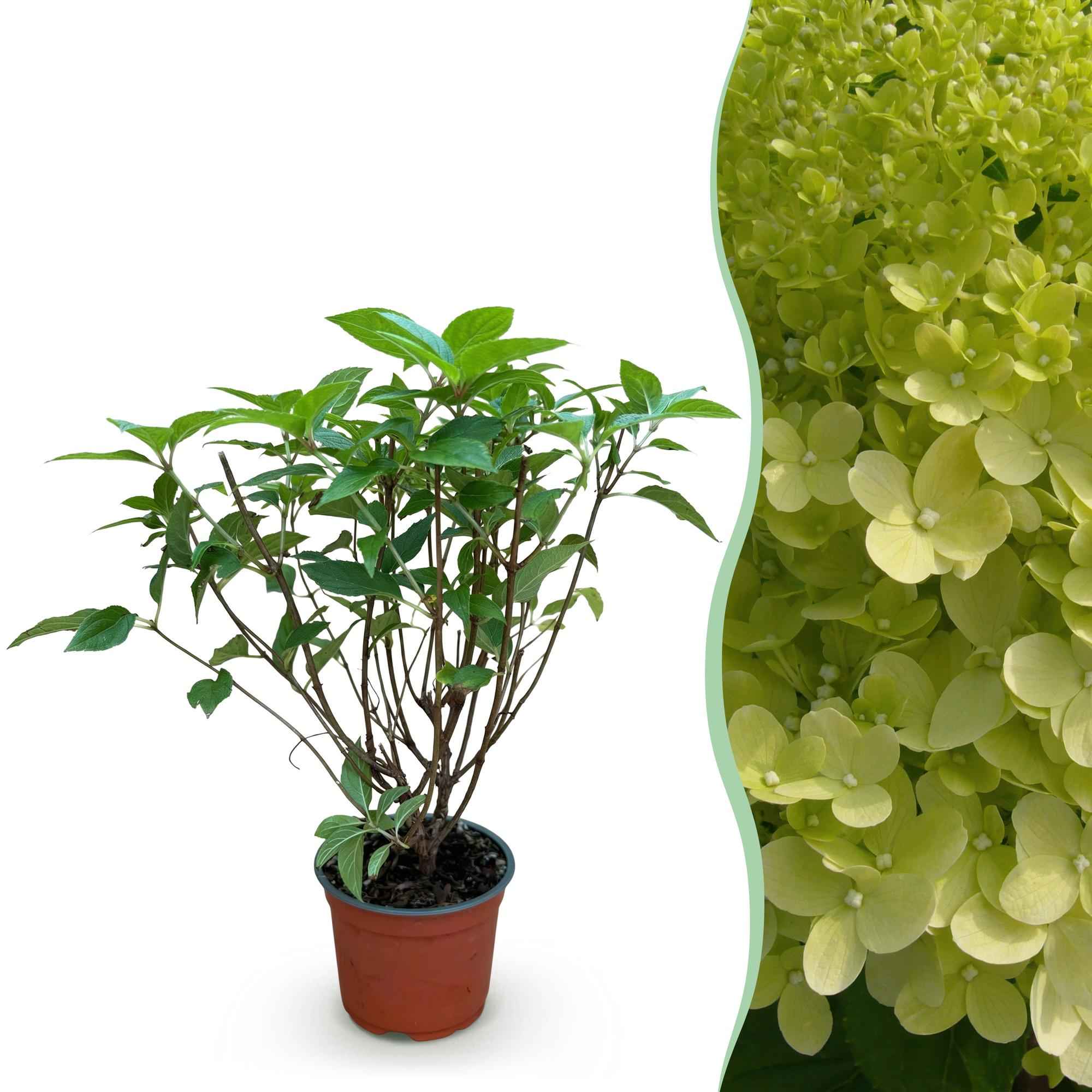 Image of Rispenhortensie Hydrangea paniculata Limelight winterhart limettengrün 20-30cm 12cm für Garten Balkon Terrasse Beet blühender Zierstrauch-1