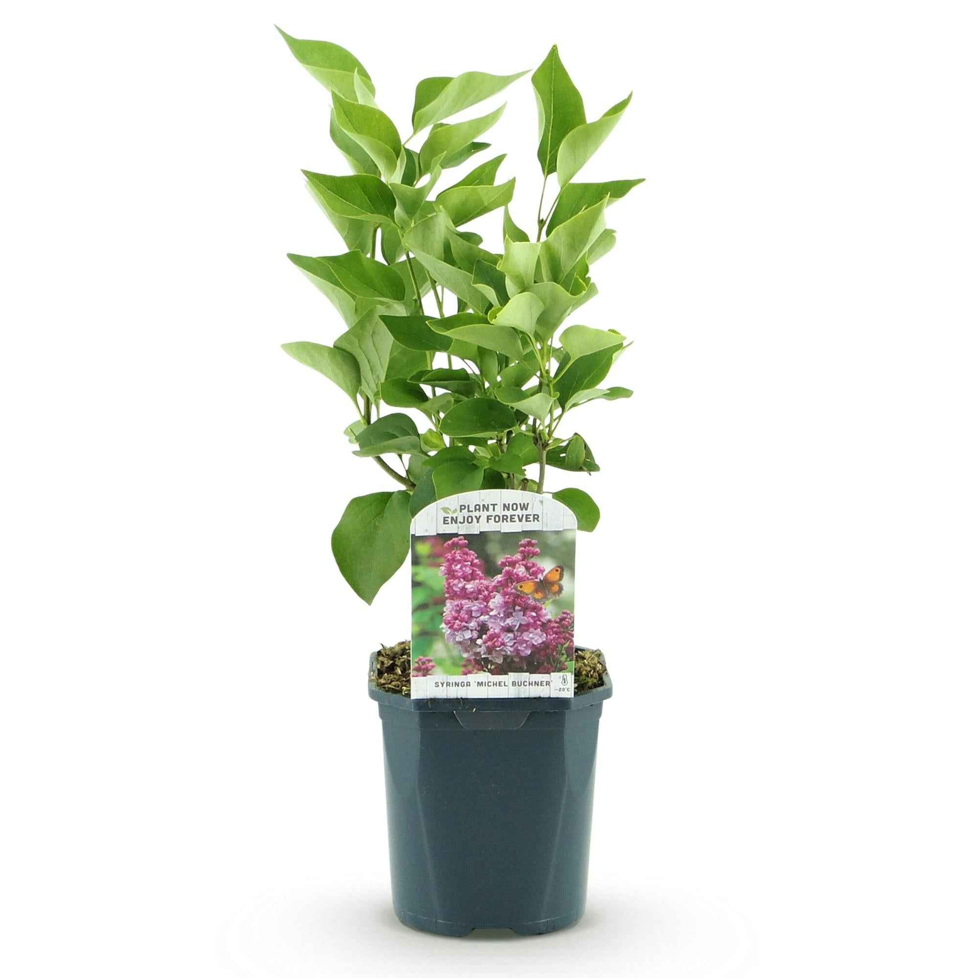 Image of Flieder Syringa vulgaris Michel Buchner 45cm – winterhart rosa bis purpur, duftend – 17cm – Blüte Mai – Juni