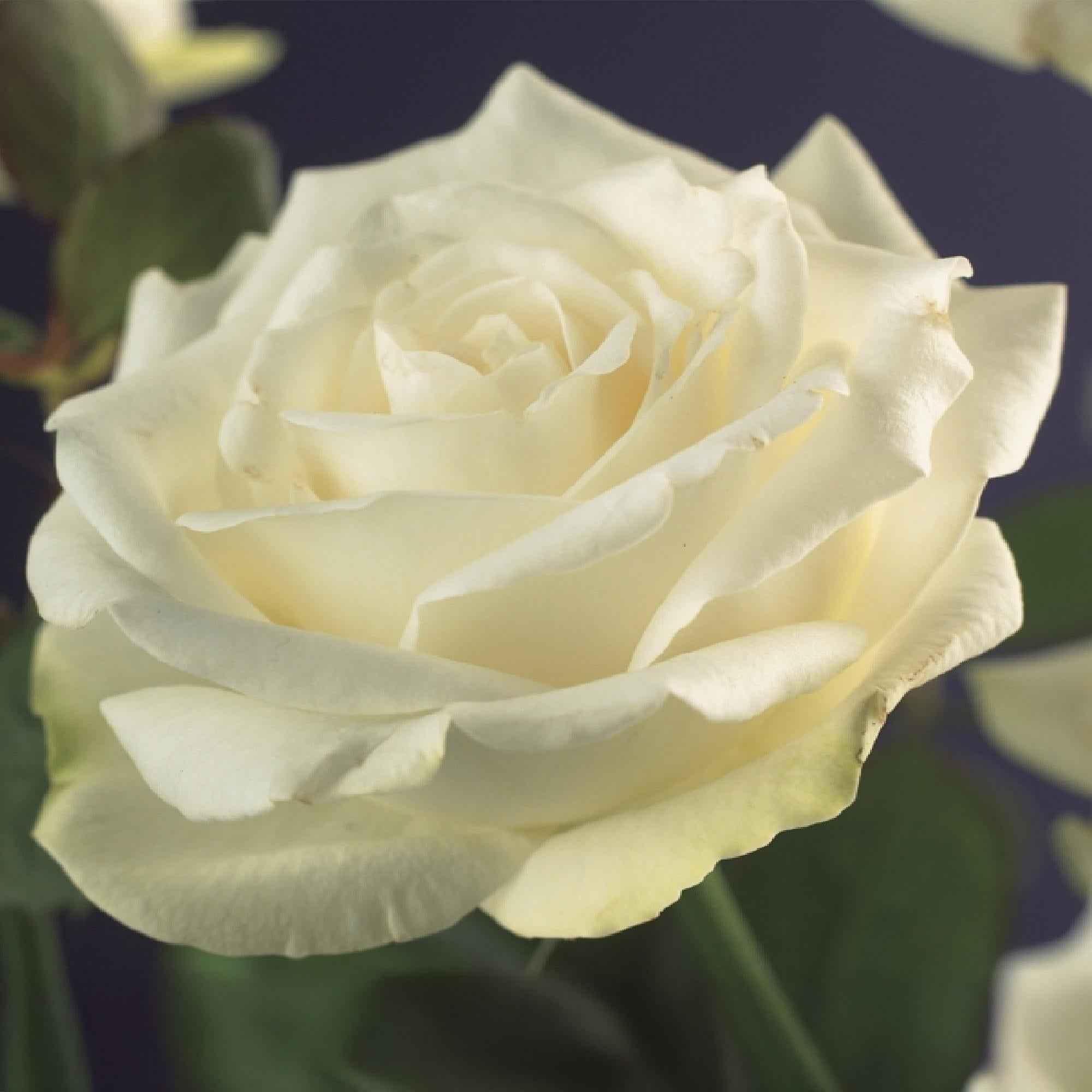 Image of Kletterrose – Rosa White Climber – Blüte Weiß – 2 Pflanzen – Wenig Pflege – 11cm – Höhe ca. 40cm-1