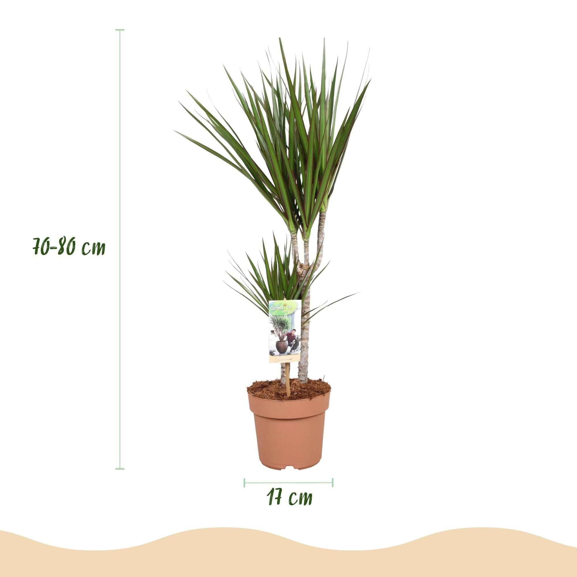 Image of Dracaena Marginata – Drachenbaum – 17cm – Höhe 70-80cm – Pflegeleichte grüne Zimmerpflanze mit elegantem Blattwerk für Wohn – und Arbeitsräume-2