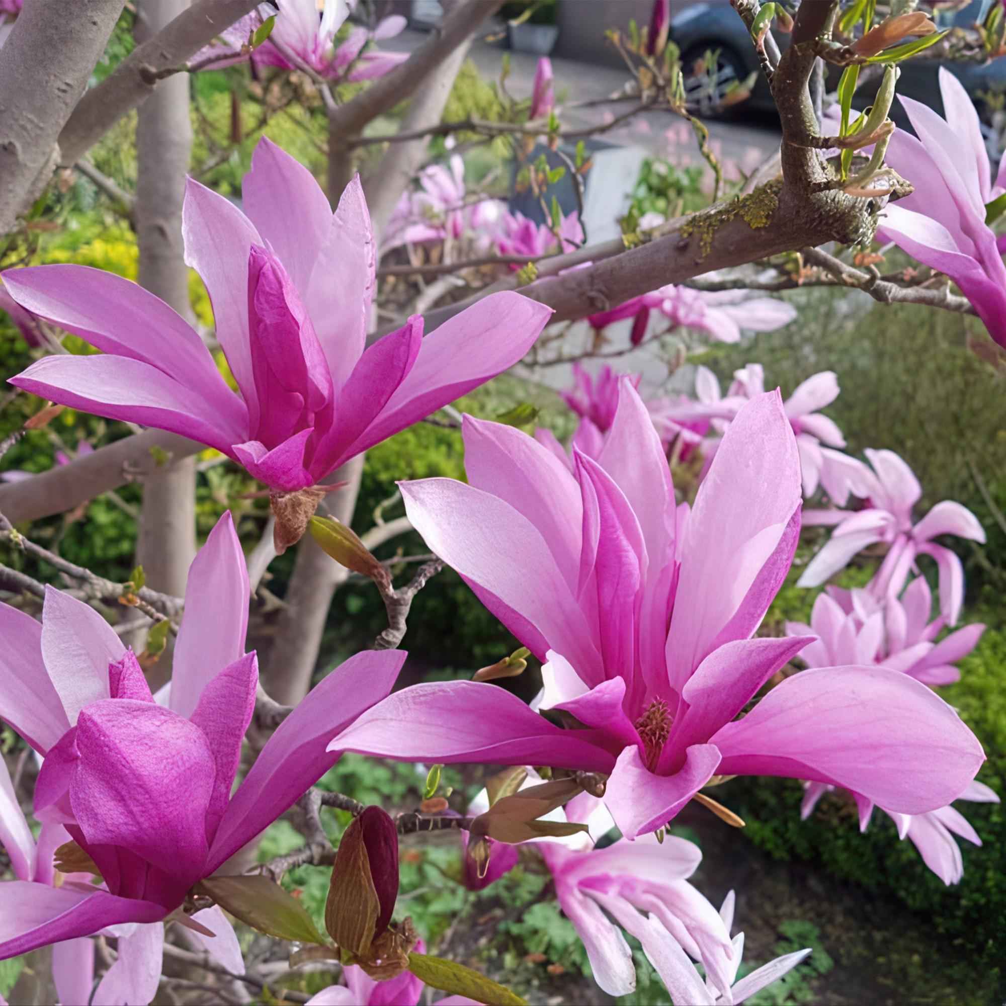 Image of Magnolia Susan – 12cm – Höhe ca. 30cm – Laubabwerfende Magnolie mit tief lilafarbenen duftenden Frühjahrsblüten