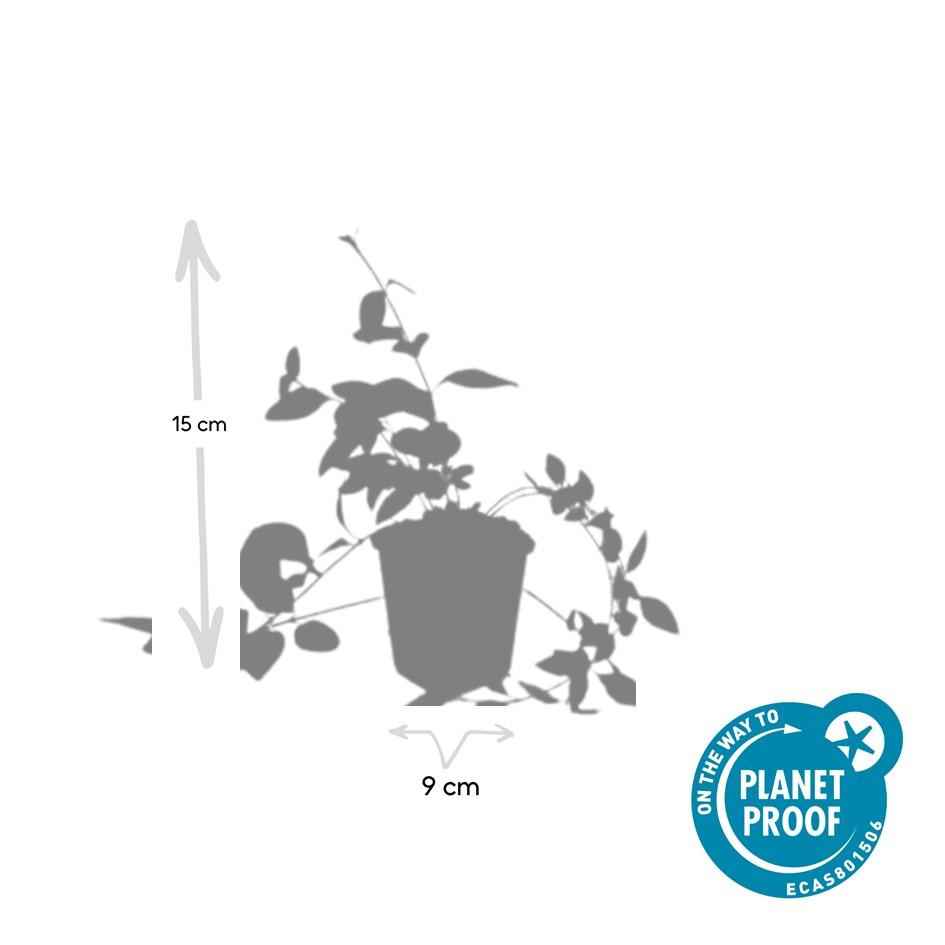 Image of Großblättriges Immergrün Vinca major 'Alba' – 6 Pflanzen – Bodendecker – Ø9cm – ↕10-25cm – Weiße Blüten – pflegeleicht-4