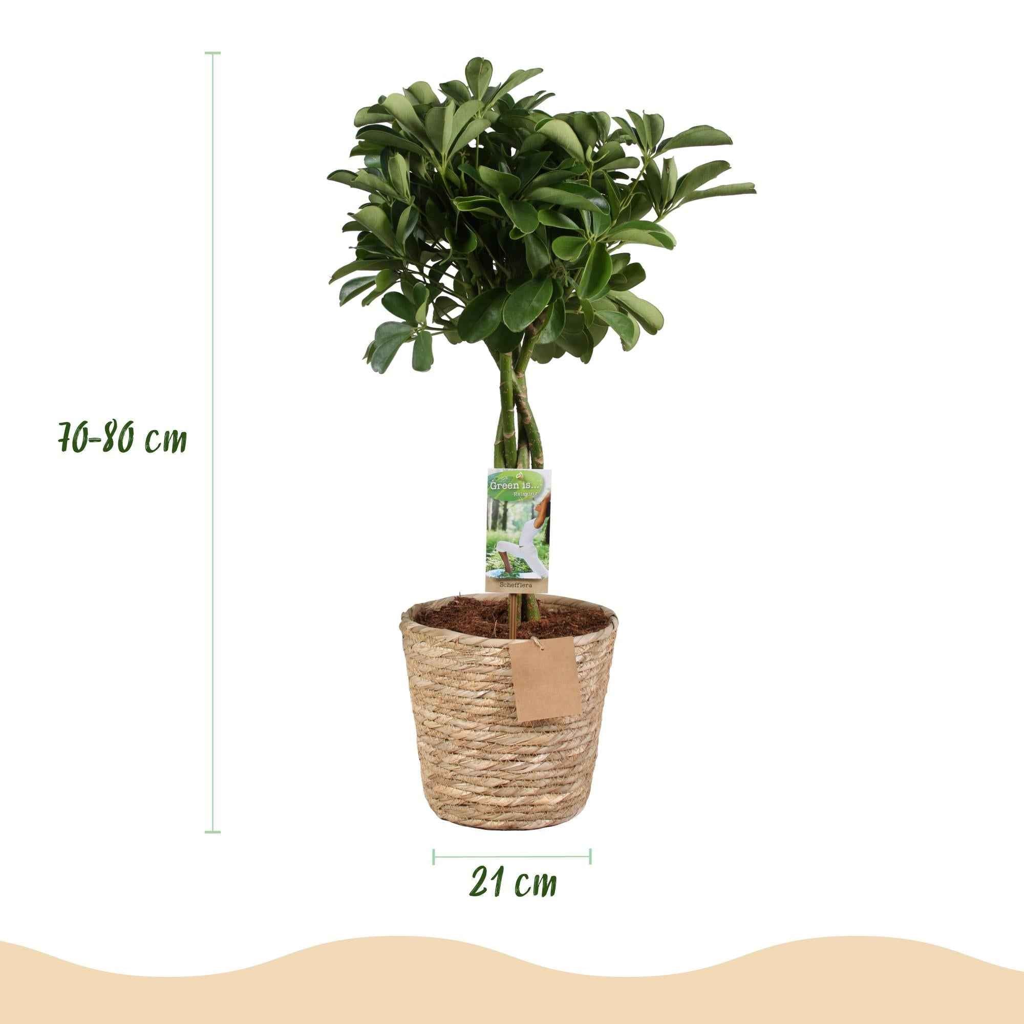 Image of Schefflera Nora – 70-80cm – 21cm inkl. Naturkorb – Pflegeleichter Fingerbaum – Glänzende Grünpflanze für Wohnzimmer, Büro & Schlafzimmer-2