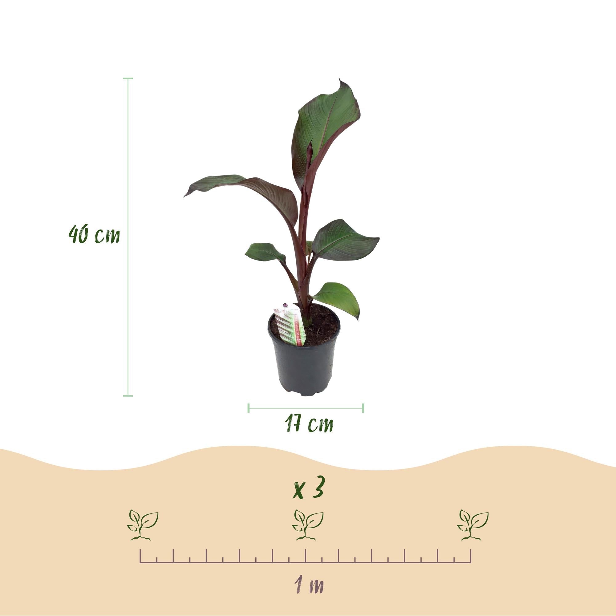 Image of Bananenpflanze Ensete ventricosum Maurelli – 2 Pflanzen – Winterhart – Obstpflanze – Ø17cm, Höhe ca. 40cm-2