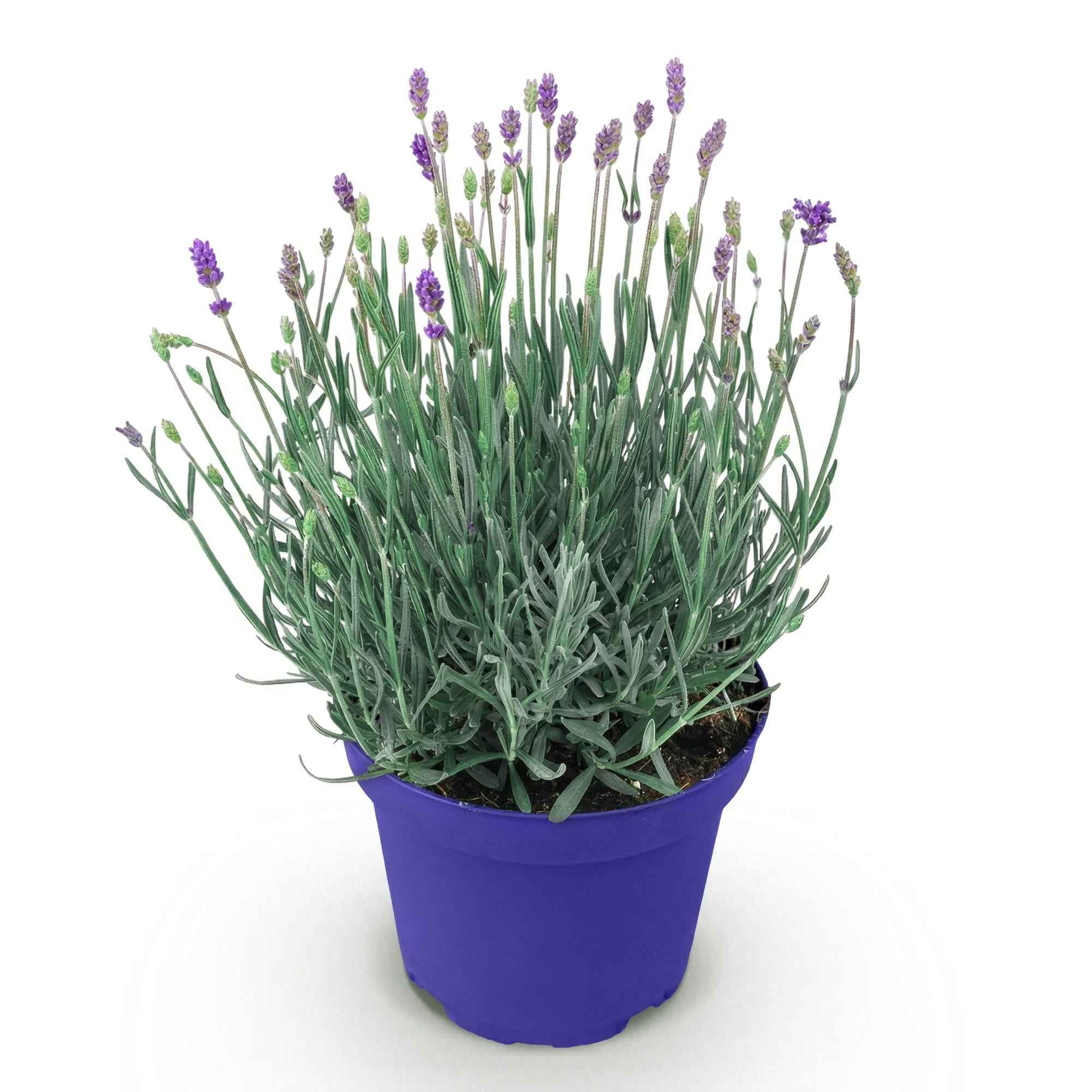 Image of Lavendel Lavandula angustifolia Hidcote winterhart lila 15-25cm 12cm duftend bienenfreundlich für Garten Balkon Terrasse Beet pflegeleicht-1