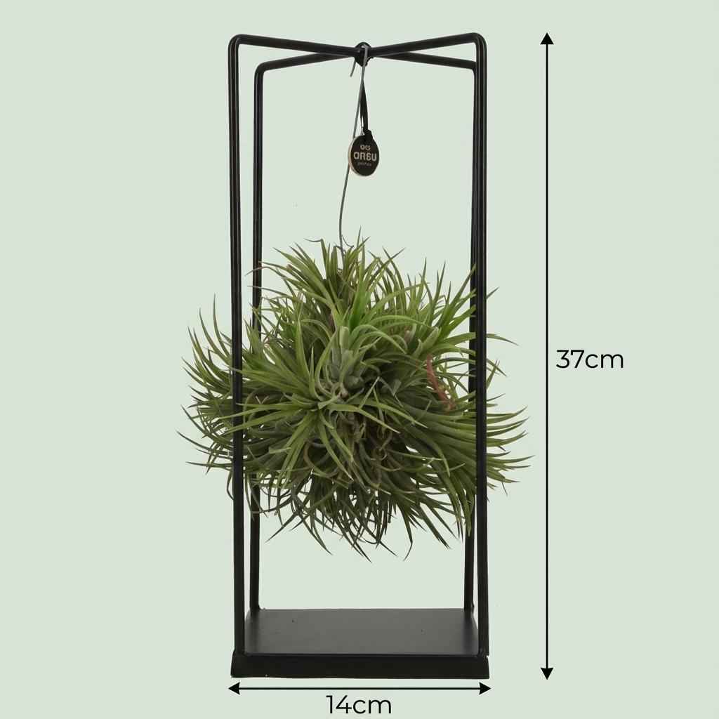 Image of Luftpflanze Tillandsia im Dekor Ø14cm Höhe37cm – Erdefreie Air Plant in dekorativer Schale – Modernes Pflanzen – Dekoobjekt für Wohnraum & Büro-3