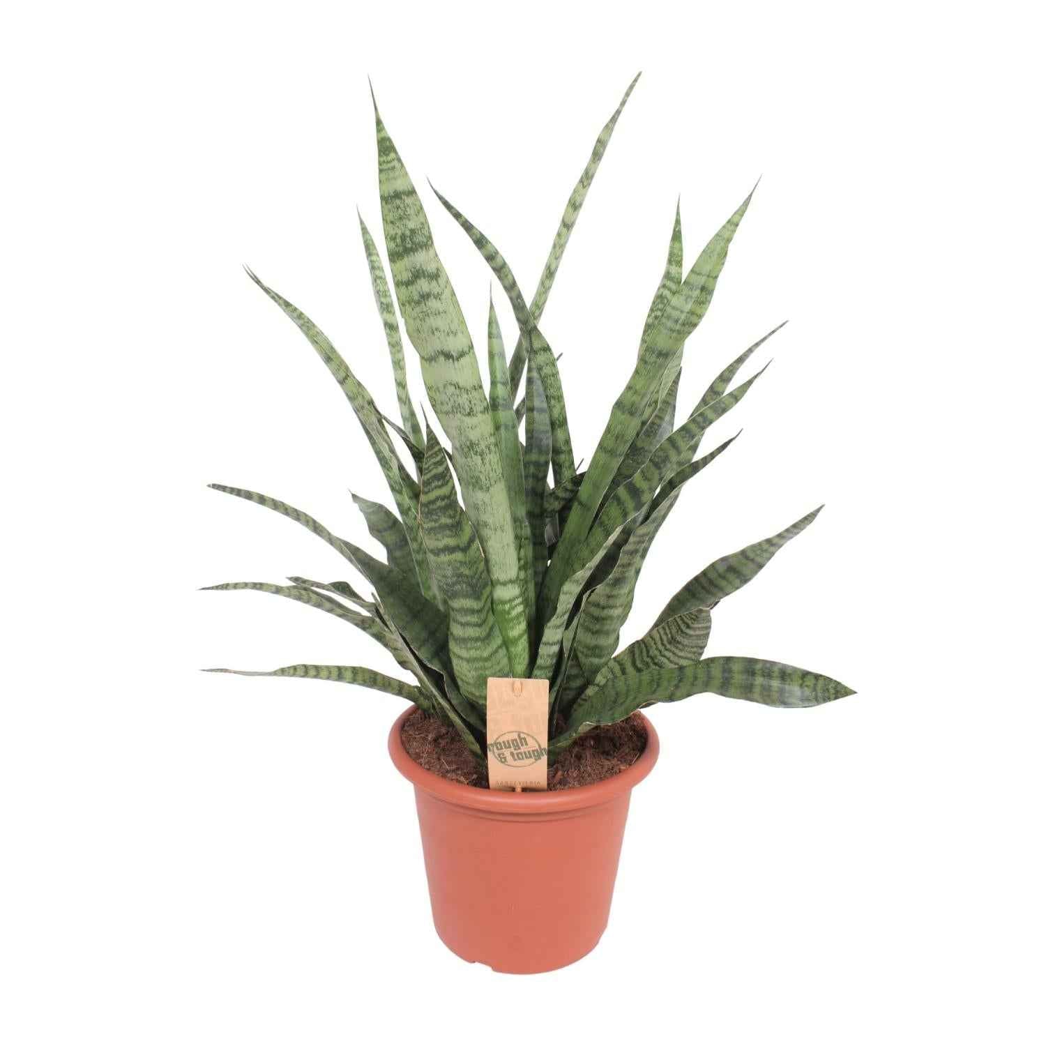 Image of Sansevieria Diamond Green – Schwiegermutterzunge – Ø25cm ↕80cm – Pflegeleichte Zimmerpflanze mit grünen Blättern – Luftreinigende Büropflanze-0