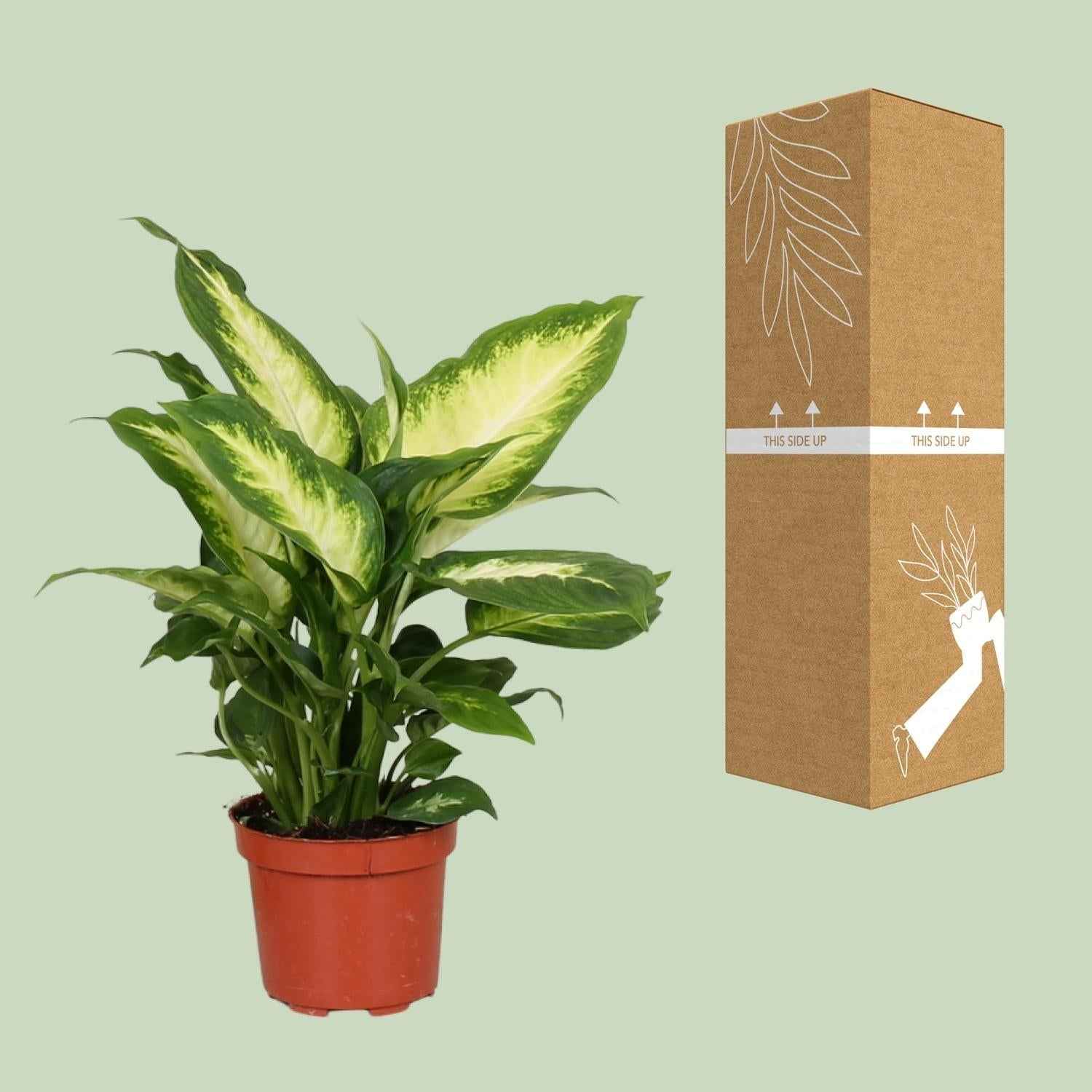Image of Dieffenbachie Camilla – Zimmerpflanze – Ø12cm – ↕35cm – Pflegeleichte Blattpflanze mit gemustertem Laub – Für Halbschatten geeignet