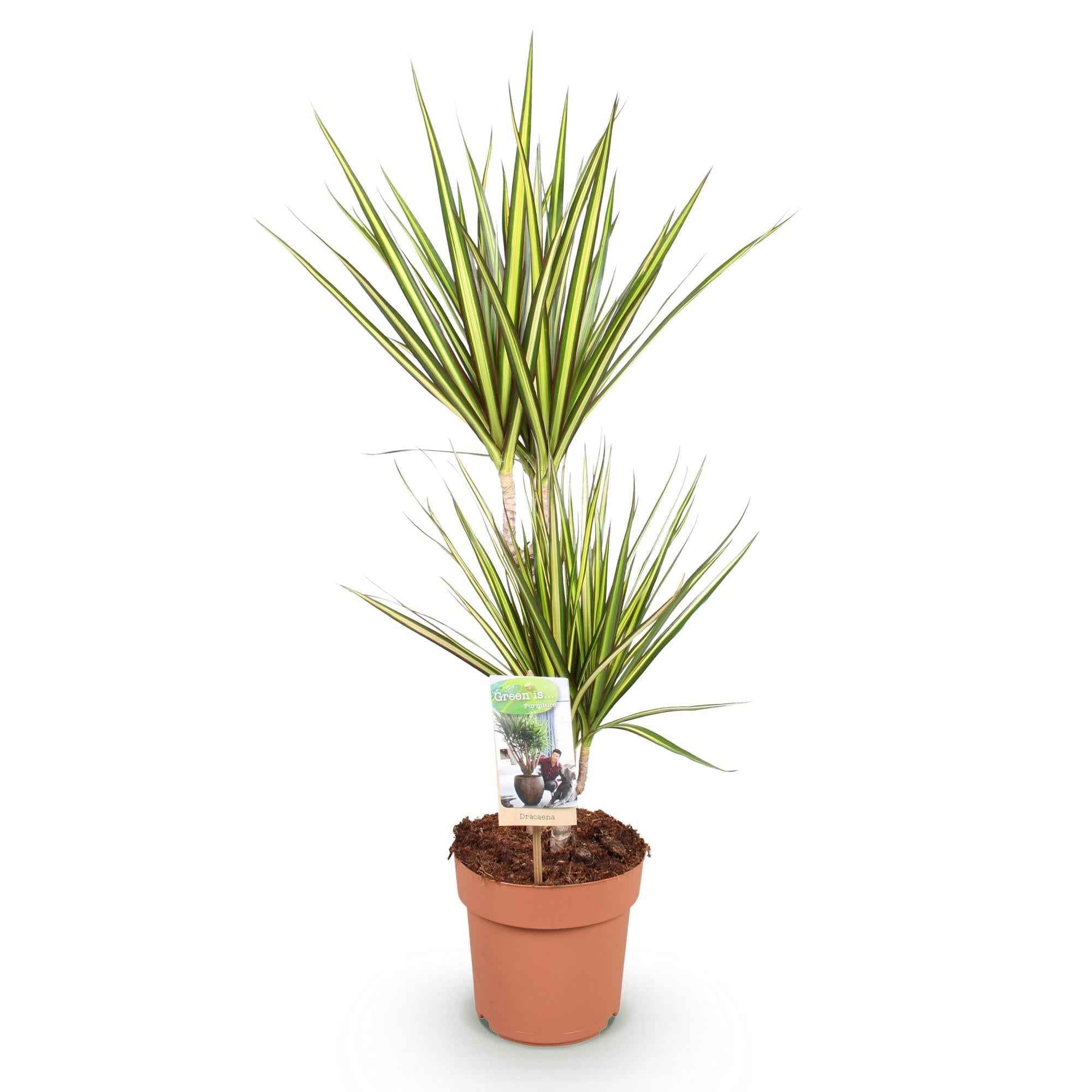 Image of Dracaena Sunray – Drachenblutbaum – 17cm – Höhe 70-75cm – Pflegeleichte Zimmerpflanze in Grün und Gelb für moderne Wohn – und Arbeitsräume-0