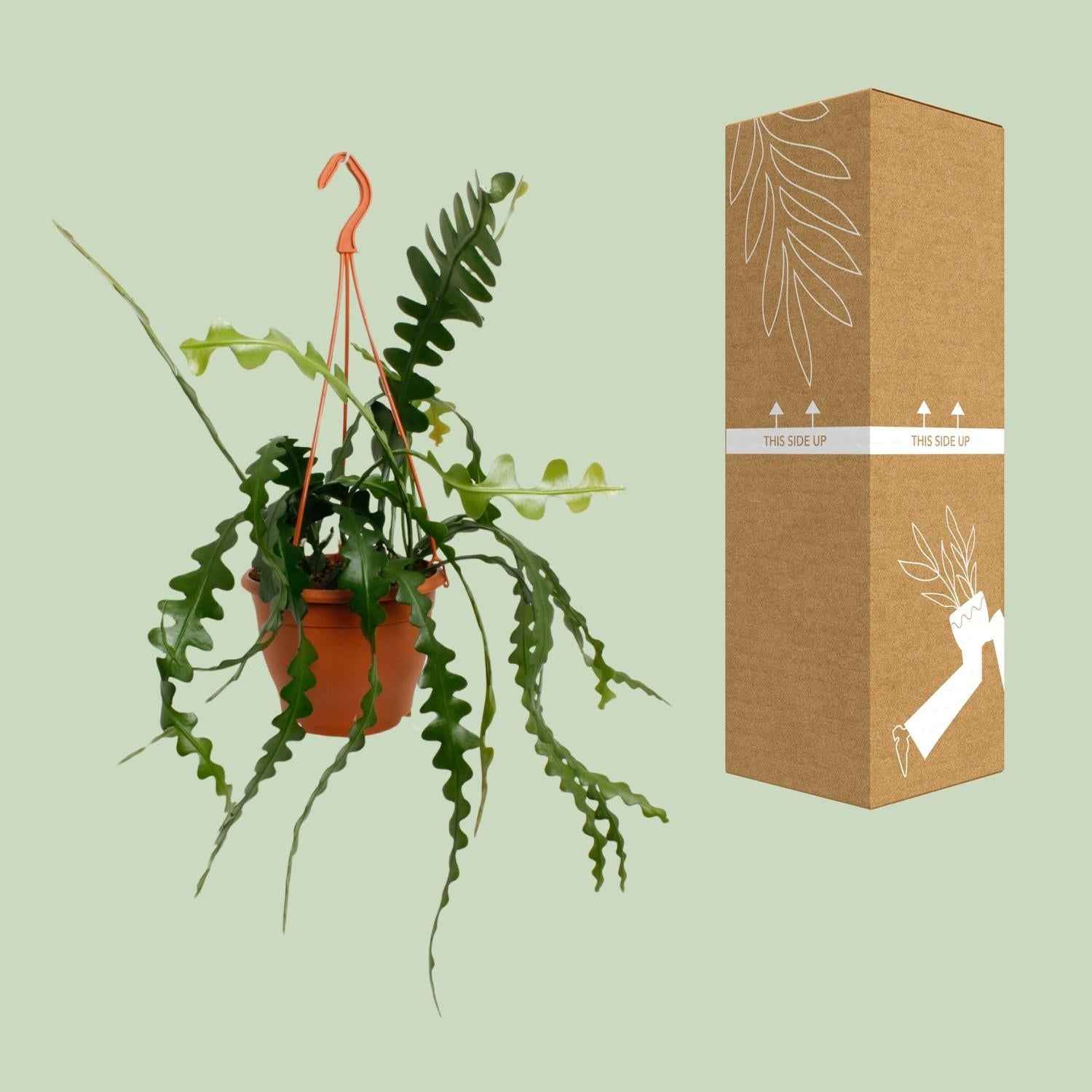 Image of Fischgrätenkaktus – Epiphyllum anguliger – Zimmerpflanze - 35 cm – Ø17 cm – Hängepflanze mit gezackten Blättern – Exotisch & pflegeleicht