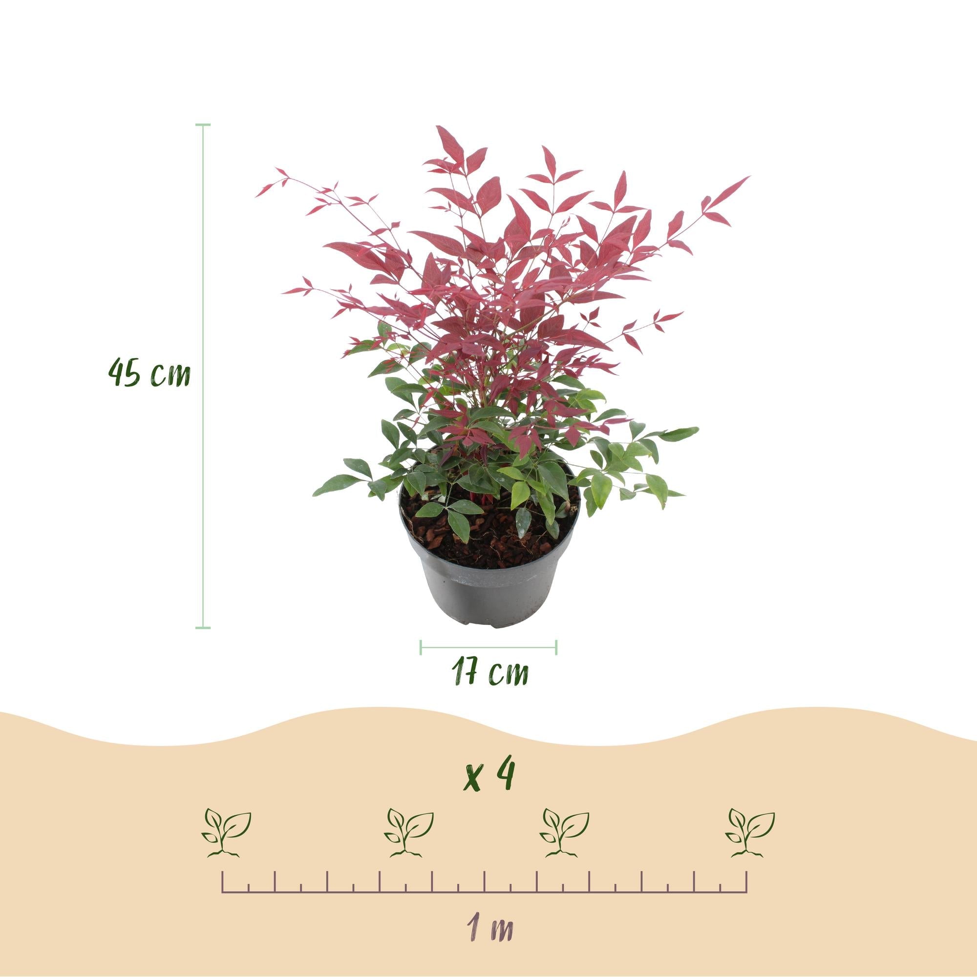 Image of Heiliger Bambus Nandina Obsessed – 17cm Höhe ca.45cm – Immergrün & farbintensiv – Rotes Laub für Beet Balkon Terrasse – Pflegeleichter Zierstrauch-4