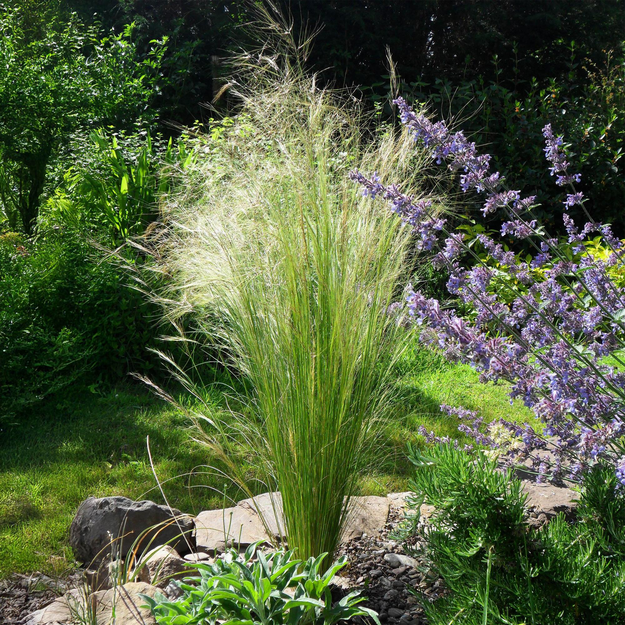 Image of Ziergras Federgras Stipa tenuifolia Pony Tails – Immergrün & winterhart – Höhe ca. 50cm – 17cm – Luftiges Ziergras für Beet & Kübel-4