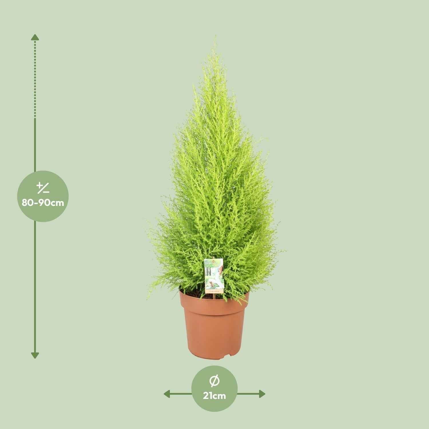 Image of Cupressus Goldcrest 'Wilma' – Zeder – Zimmer – & Gartenpflanze – Ø21cm – Ca. 90cm hoch – Pflegeleichte Immergrüne mit zitronigem Duft