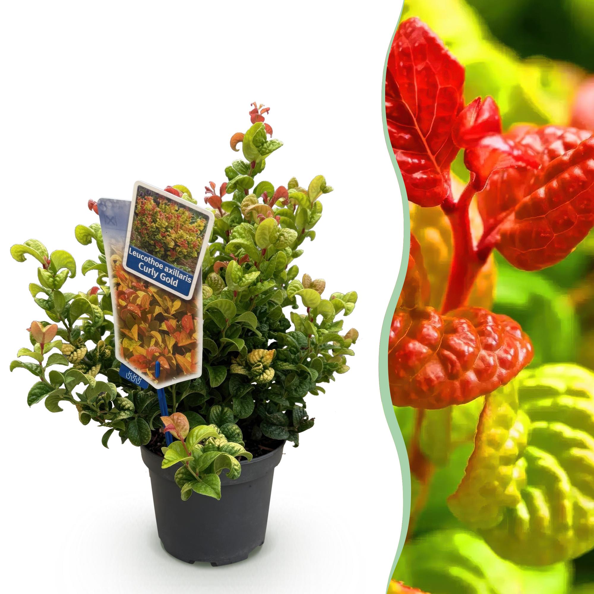 Image of Traubenheide Leucothoe Curly Gold – Ø17cm 40cm Höhe – immergrüner Zierstrauch mit gelbem Laub für Garten Balkon Terrasse & Beet-0