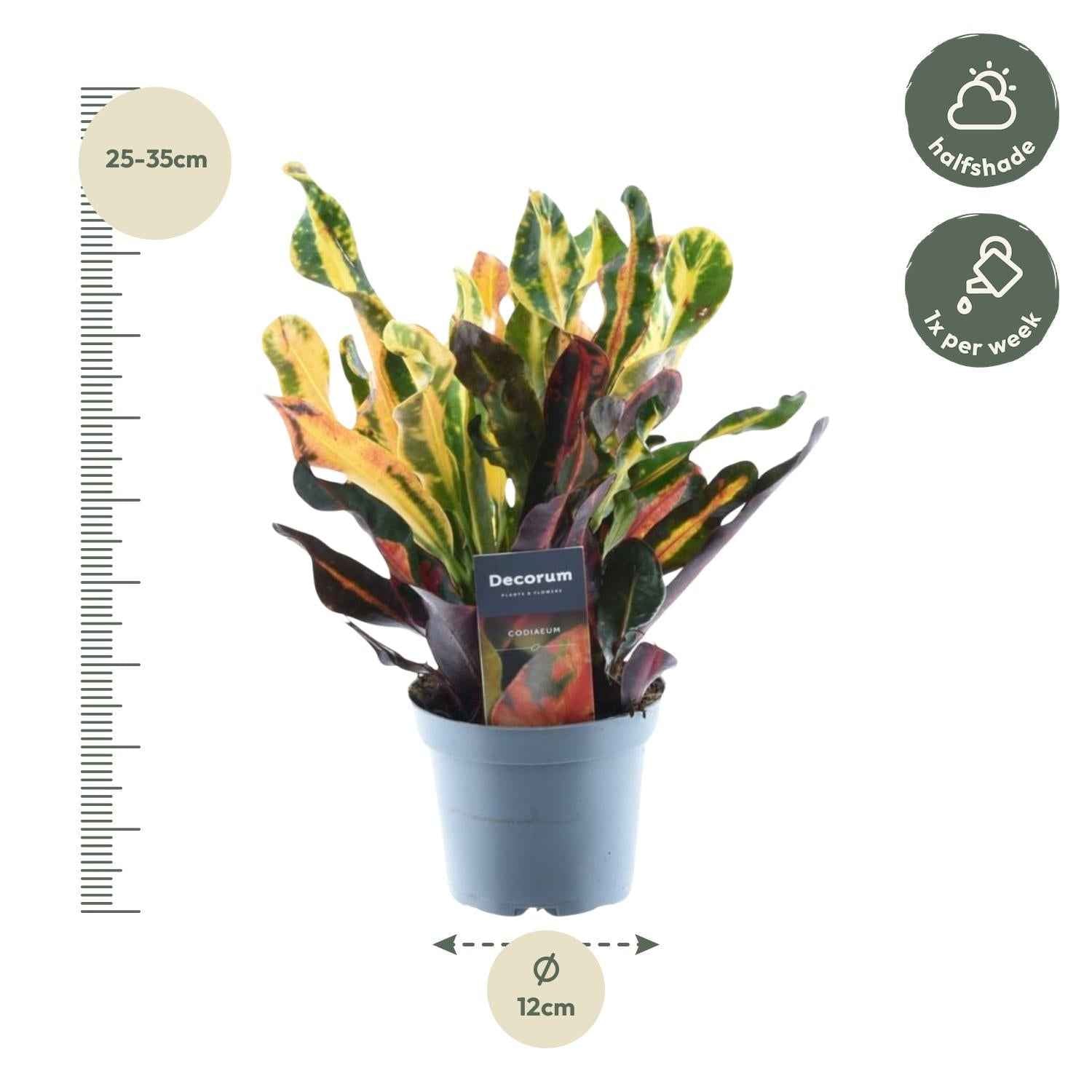 Image of Wunderstrauch – Codiaeum variegatum 'Mammi' – Zimmerpflanze – ca. 30cm hoch – Ø12cm – Farbiges Laub – Pflegeleicht