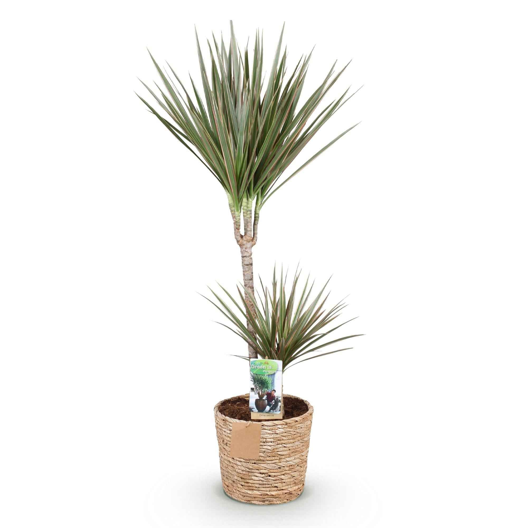 Image of Dracaena Marginata Bicolor – 90-100cm – 21cm inkl. Naturkorb – Pflegeleichter Drachenbaum – Grün – Braunes zweifarbiges Blattwerk – & Arbeitsräume-0