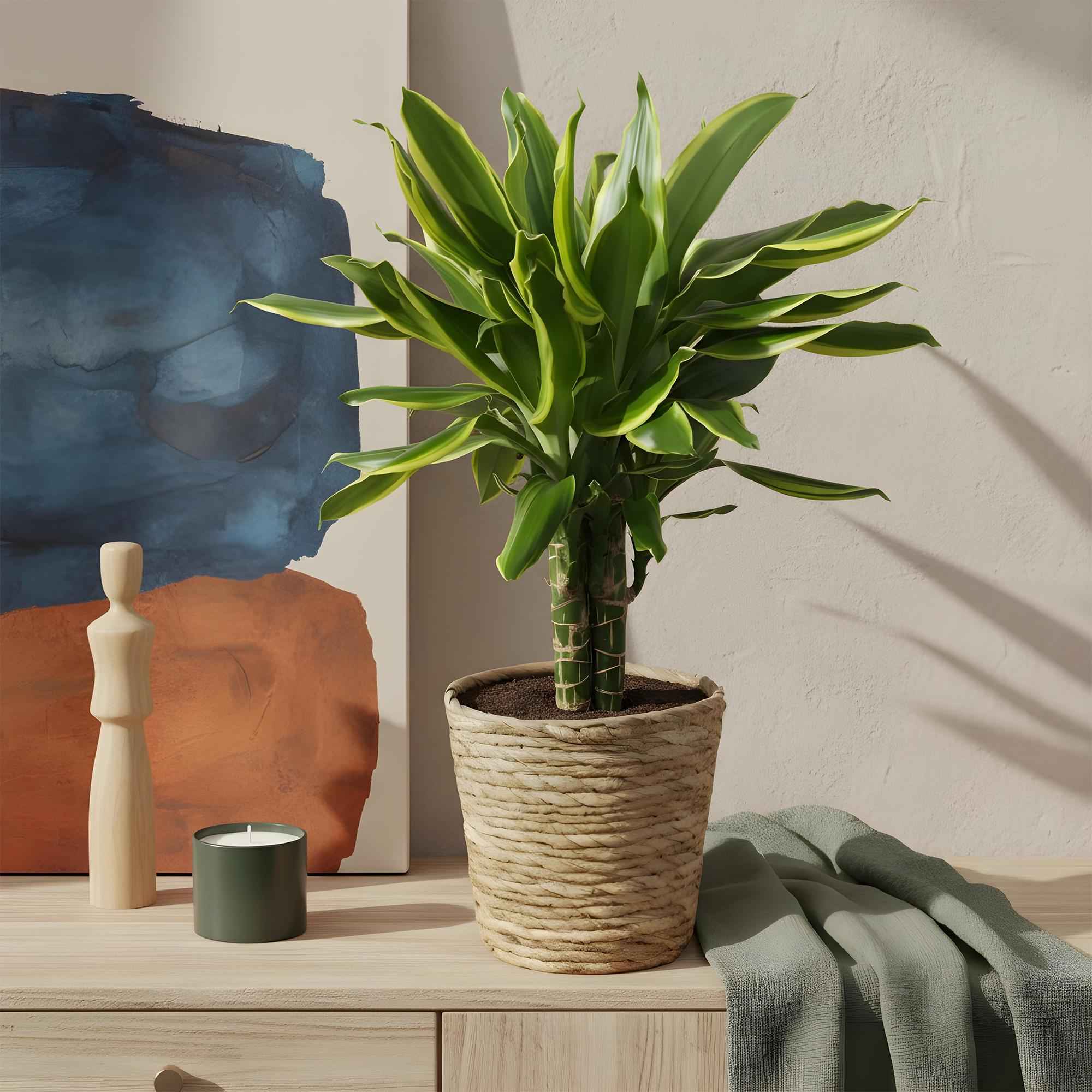 Image of Dracaena fragrans Golden Coast – 50-55cm – 17cm – Pflegeleichter Drachenbaum in Grün – Gold-3