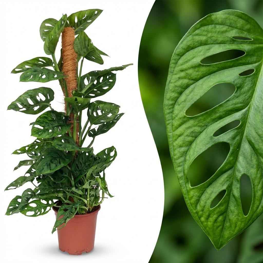 Image of Monstera adansonii Monkey Mask am Moosstab grün 90cm 19cm Zimmerpflanze pflegeleicht Kletterpflanze mit dekorativen Blättern für Wohnzimmer Büro-2