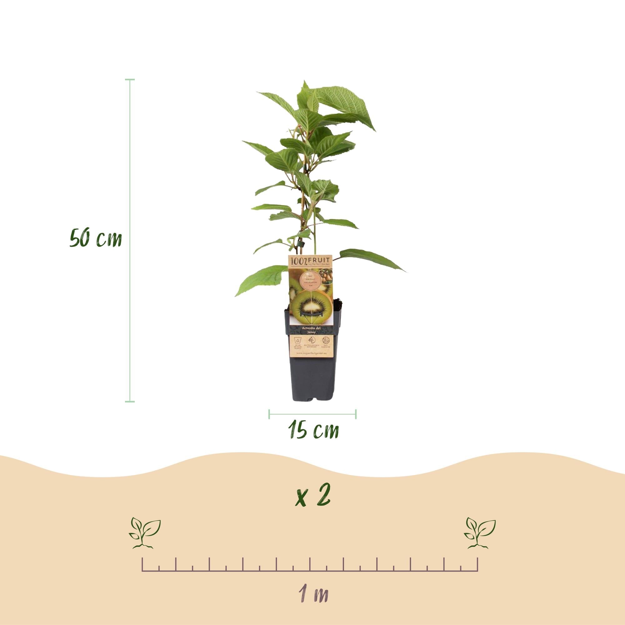 Image of Kiwi Pflanze Actinidia deliciosa 'Jenny' – 2er – Set – Obstpflanze 15cm – ca. 50cm hoch – Selbstfruchtend – Für Garten & Balkon-3