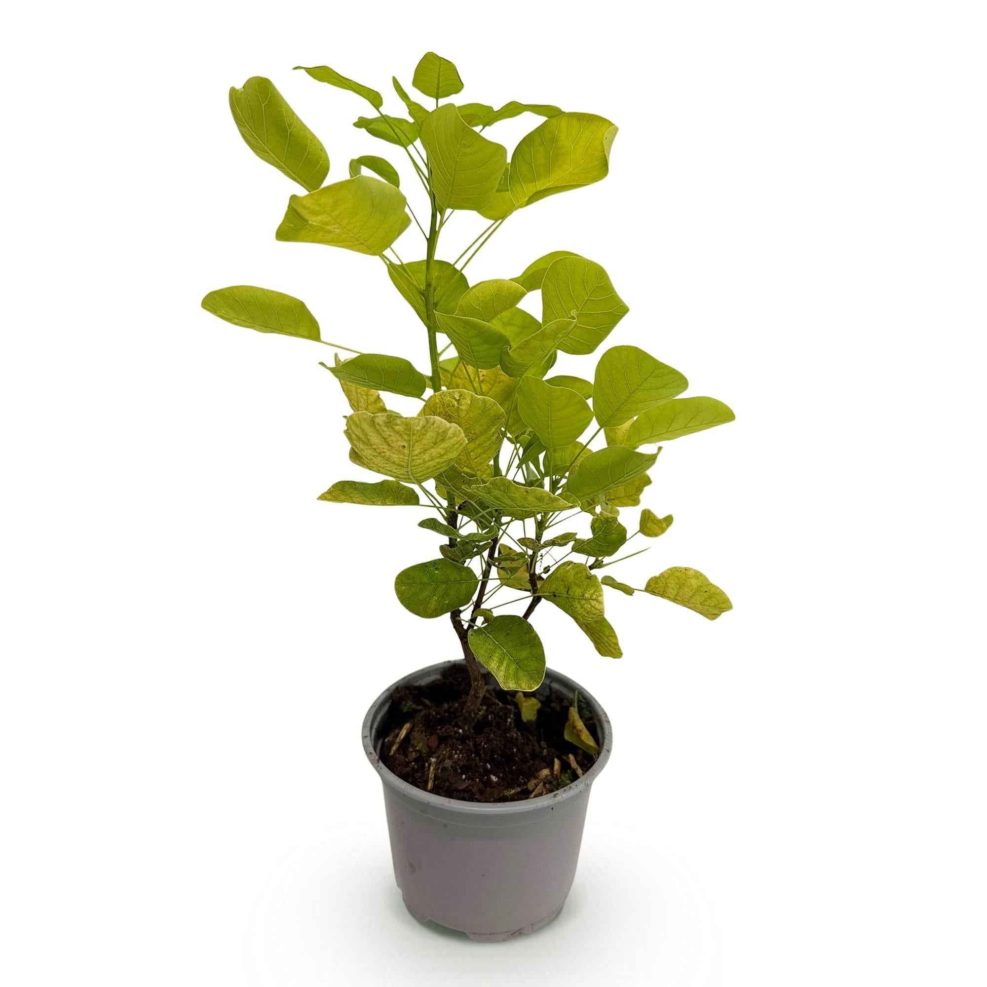 Image of Cotinus coggygria Golden Spirit – Gelbes Laub – 12cm – Höhe ca. 35cm – Laubfallender Perückenstrauch mit gelbem Sommerlaub & orange – Pflegeleicht-0
