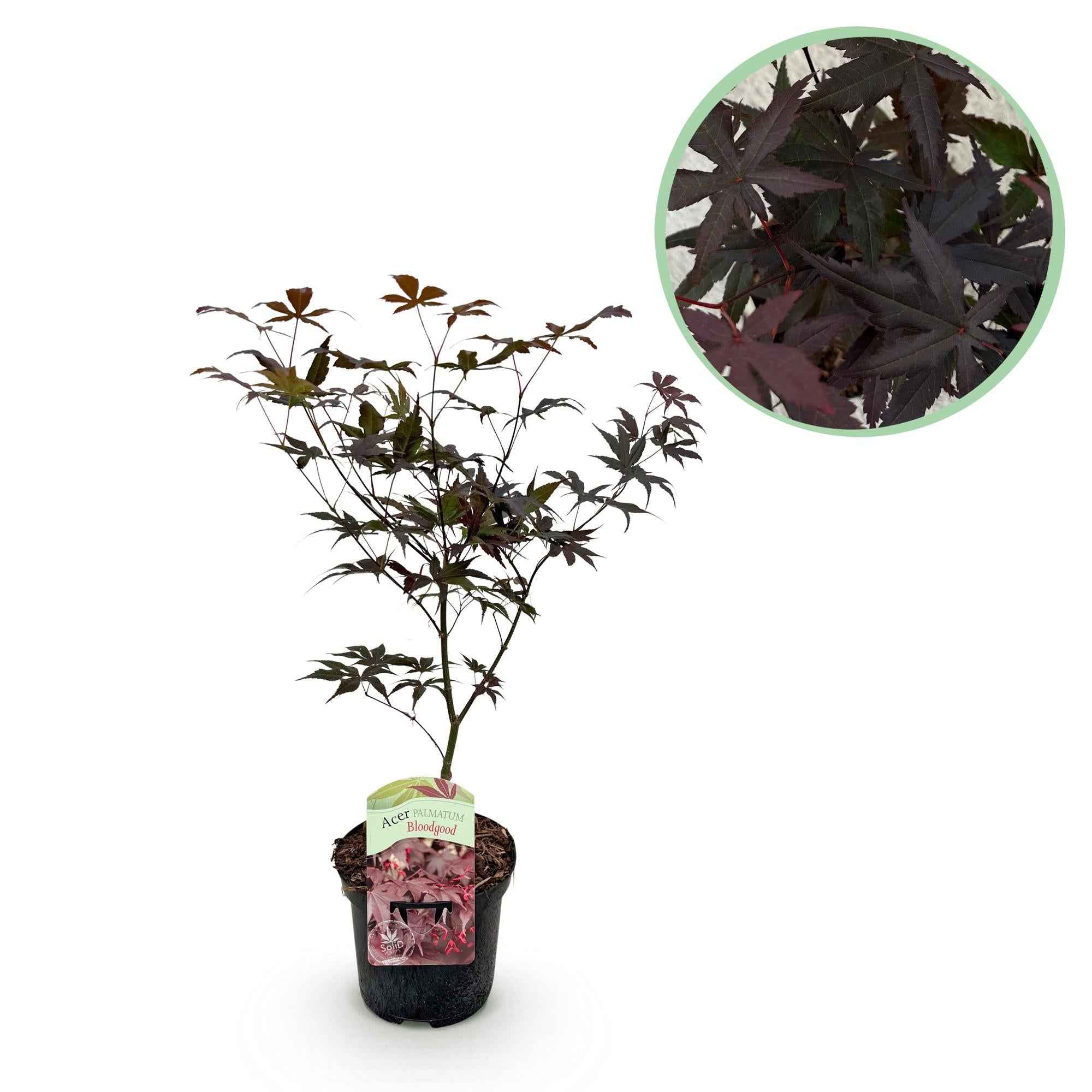Image of Japanischer Ahorn Acer palmatum Bloodgood – Balkonpflanze – Rot – Laubabwerfend – 19cm – Ca. 70cm hoch – Für Beet, Terrasse & Balkon-0