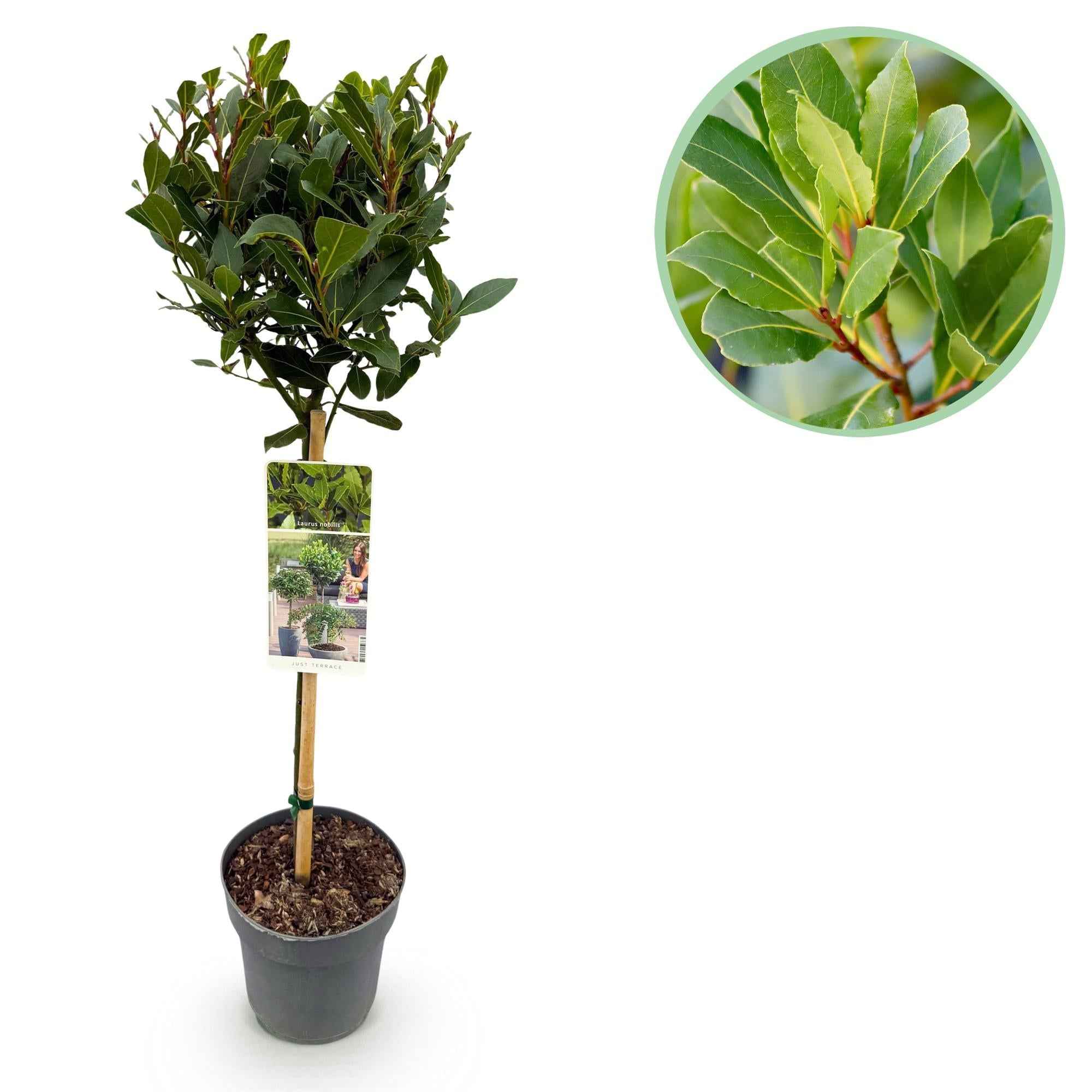 Image of Laurus nobilis Stamm – Pflanze – Immergrüner Lorbeerbaum – Pflegeleicht – Ø19cm – Höhe ca. 90cm – Mediterranes Flair für Terrasse & Balkon-0