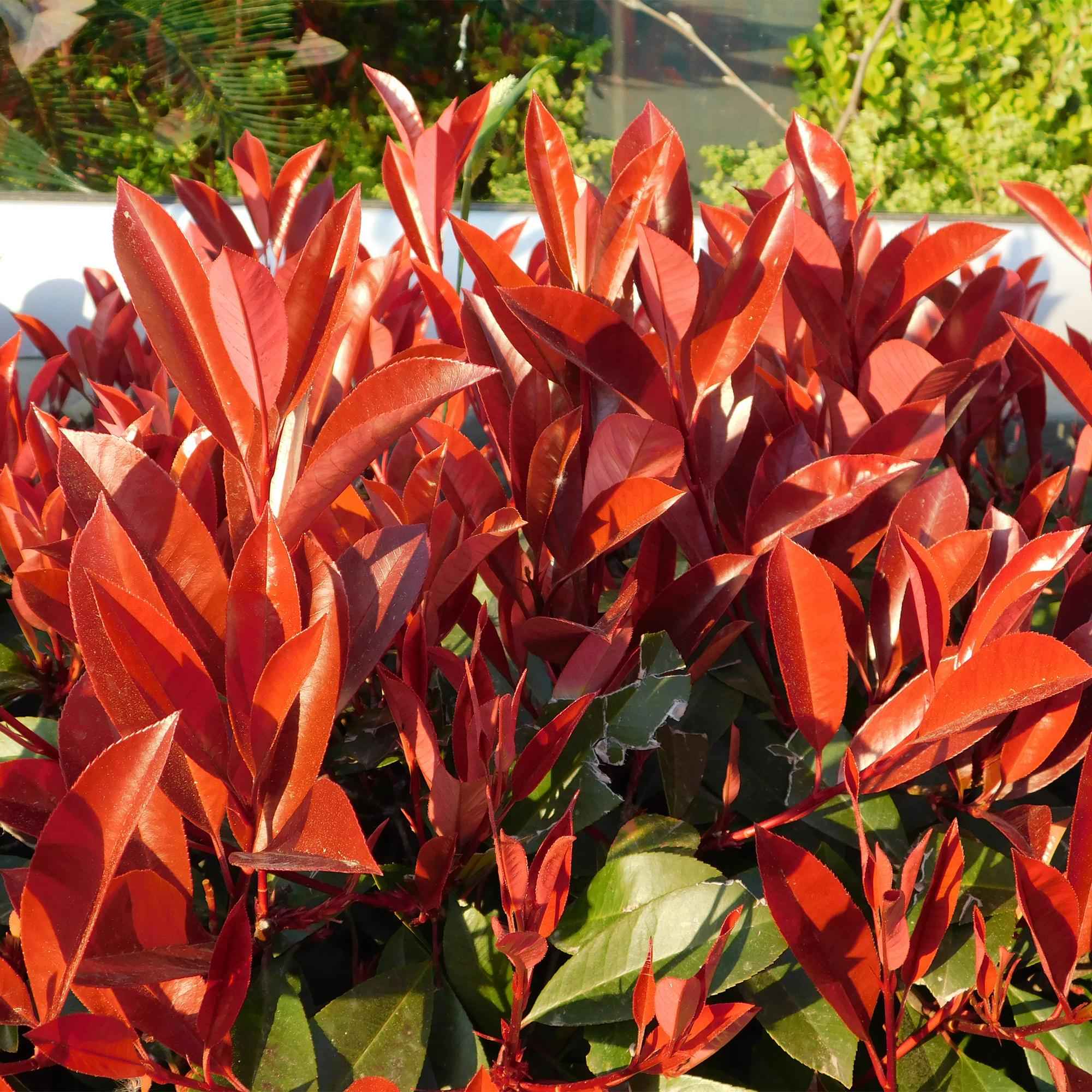Image of Frasers Glanzmispel – Photinia fraseri Red Robin – Heckenpflanze – Blatt rot grün – 8 Pflanzen – 1 laufender Meter – immergrün – 9cm Höhe 30-35cm-3