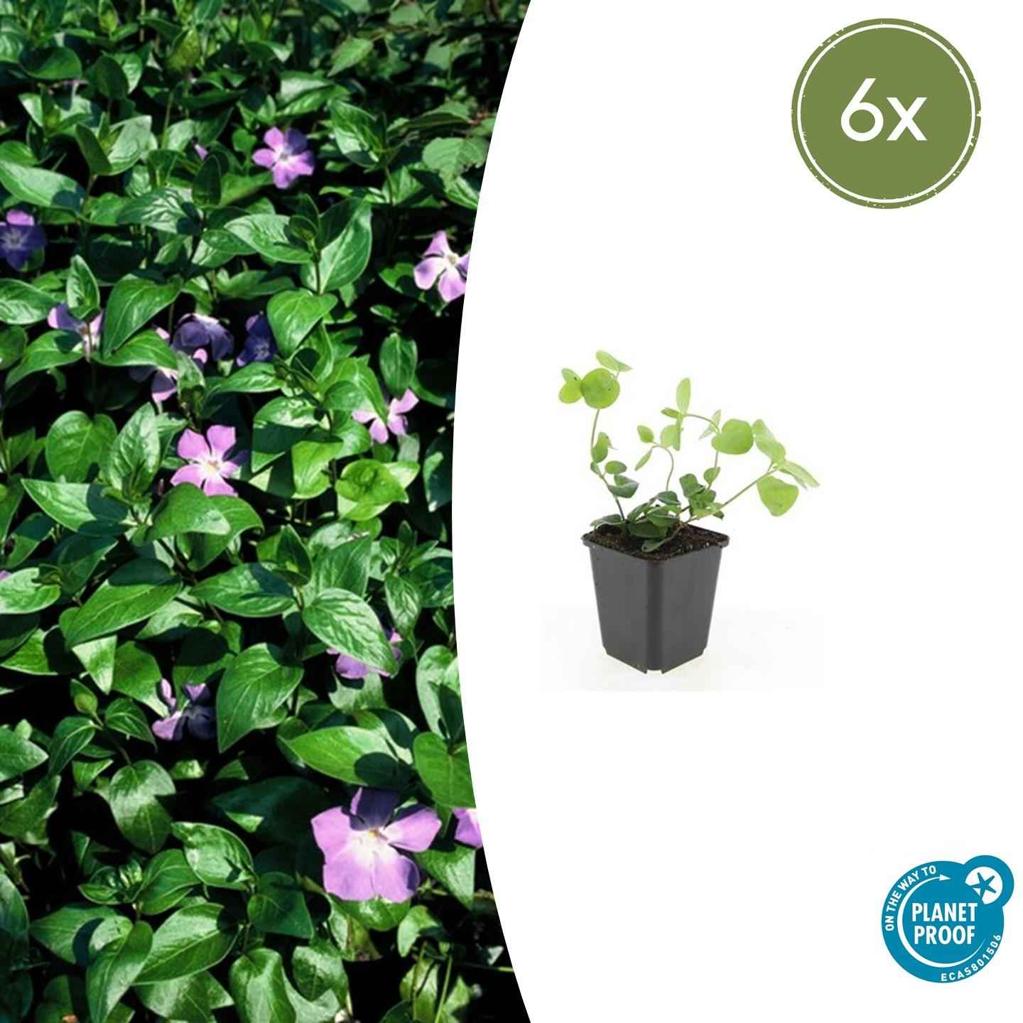 Image of Großes Immergrün Vinca major – ↕10-25cm – Ø9cm – 6 Pflanzen – Immergrüner Bodendecker mit violett – blauen Blüten