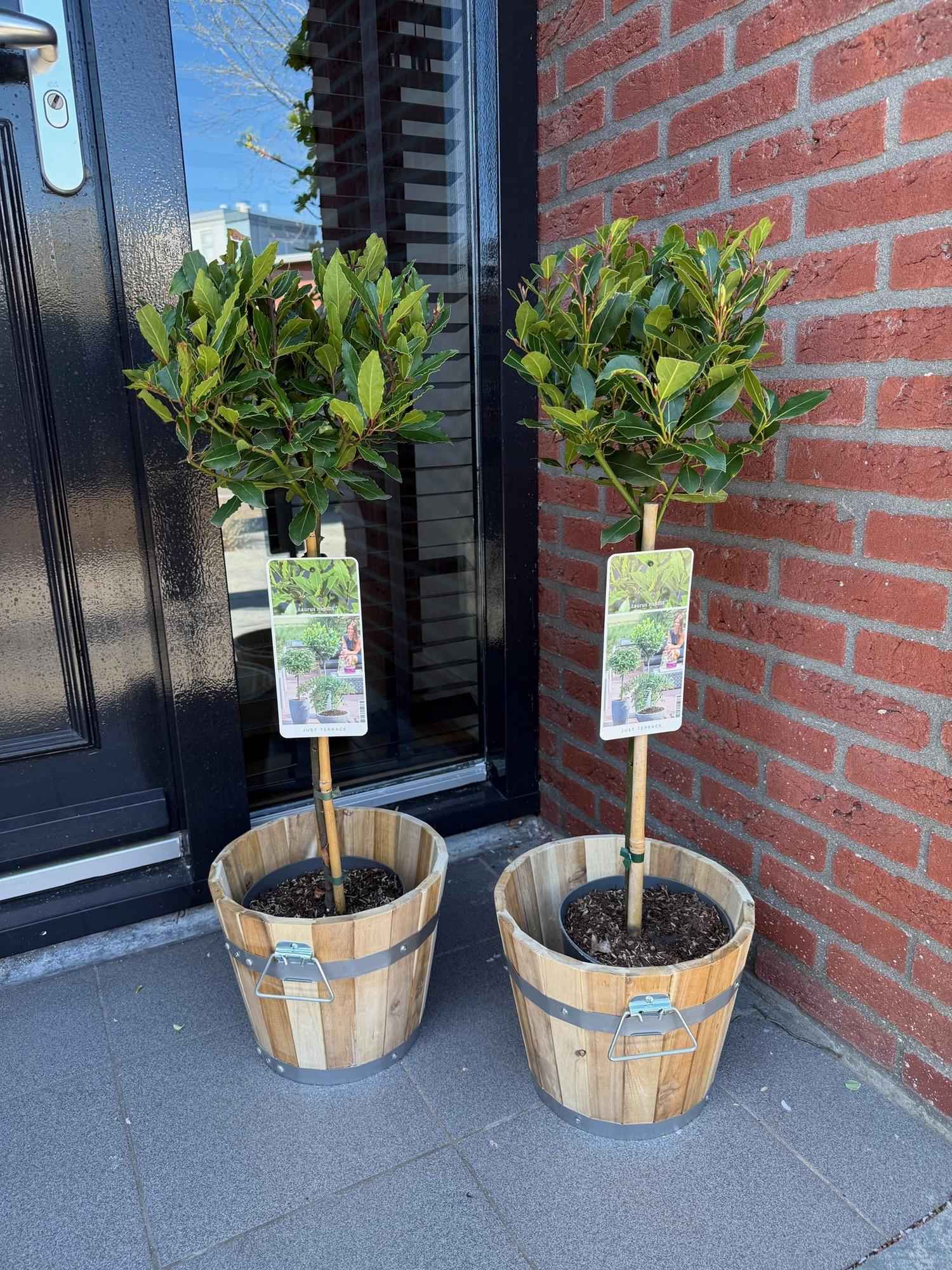 Image of Laurus nobilis Stamm – Pflanze – Immergrüner Lorbeerbaum – Pflegeleicht – Ø19cm – Höhe ca. 90cm – Mediterranes Flair für Terrasse & Balkon-4