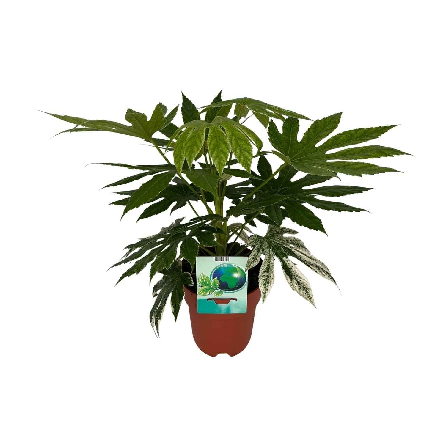 Image of Weiß – Bunte Zimmeraralie Fatsia Japonica Variegata Spiderweb – Zimmerpflanze – Ø19cm ↕60cm – Immergrüne Zierpflanze mit panaschiertem Laub