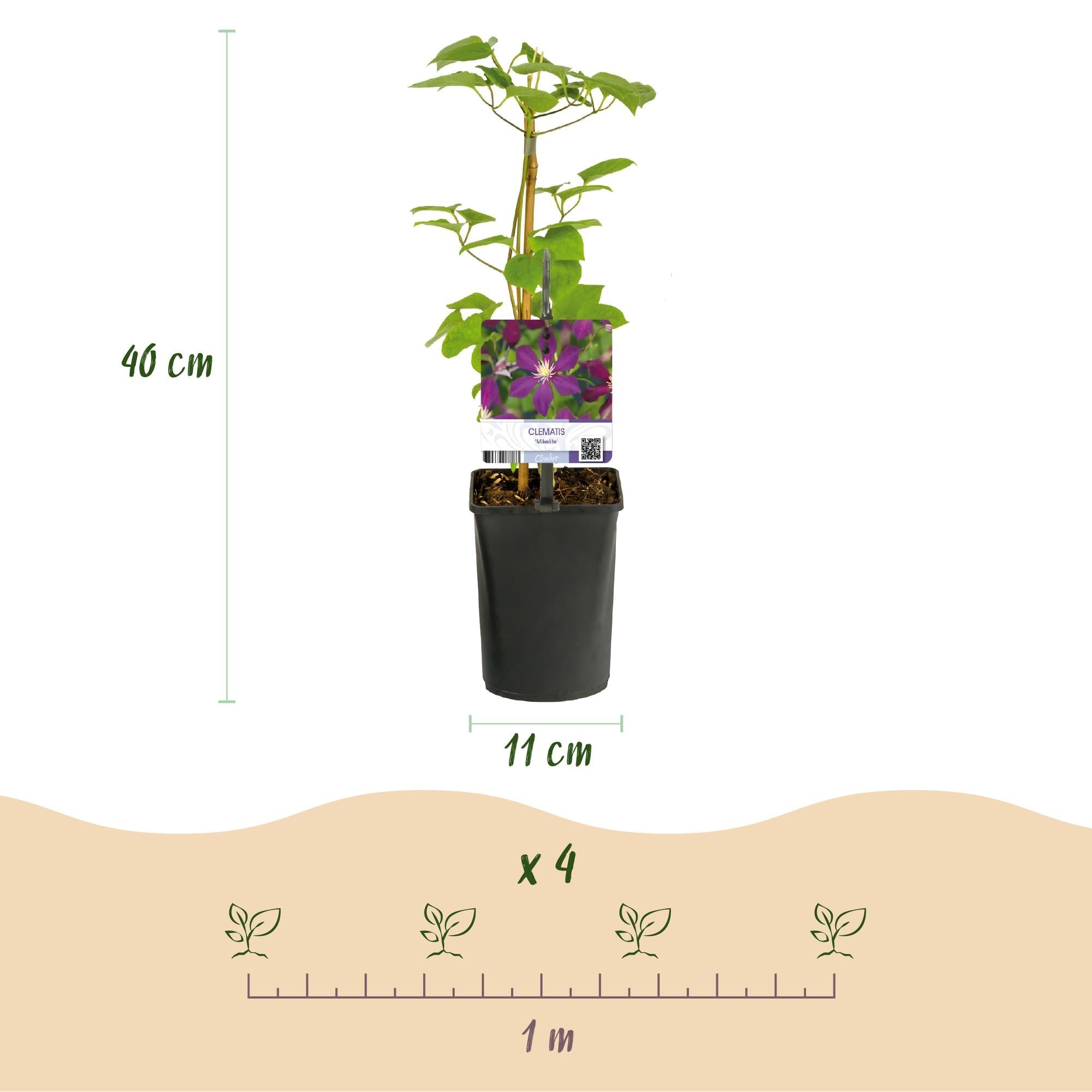 Image of Kletterpflanze Clematis Mikelite – Lila – weiße Blüten – Wenig Pflege – 2 Pflanzen – 11cm Höhe 40cm – Für Garten, Terrasse & Pergolen-3
