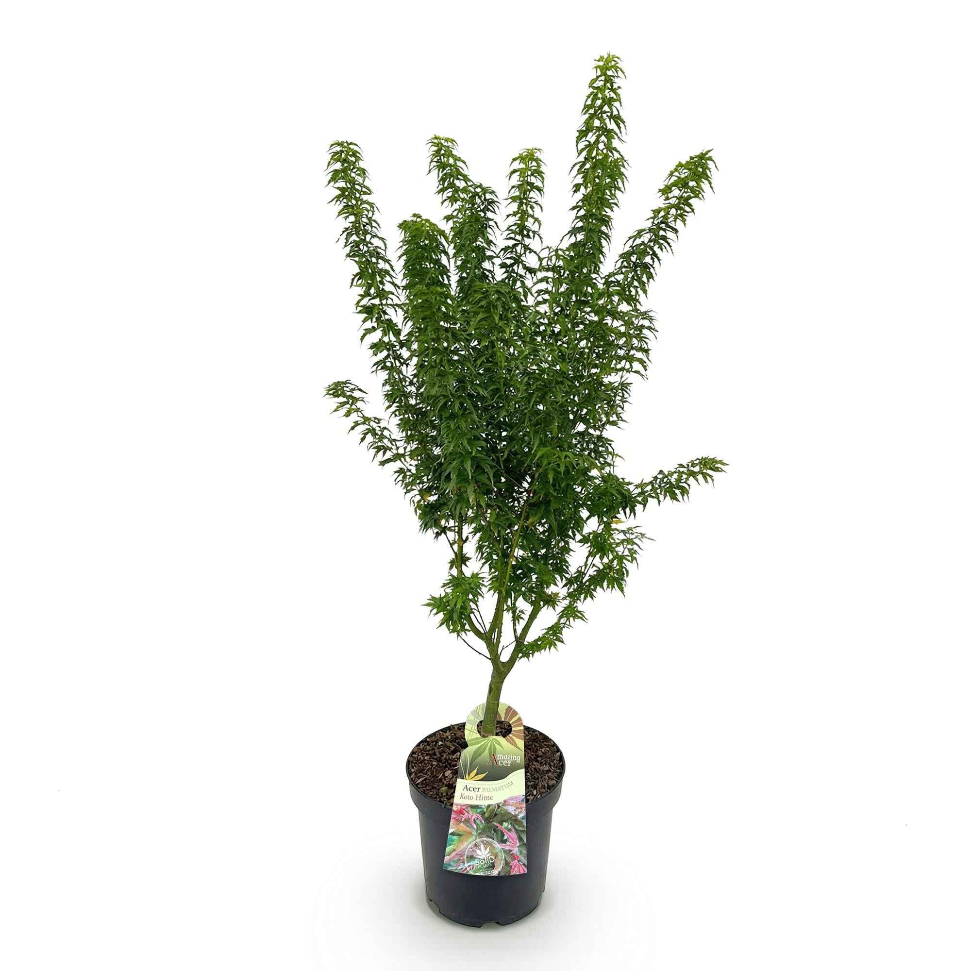 Image of Japanischer Ahorn Acer palmatum Koto Hime, laubabwerfende Gartenpflanze in Grün, kompakter Zierahorn für Garten und Kübel, Ø26cm, 90cm hoch, für-2