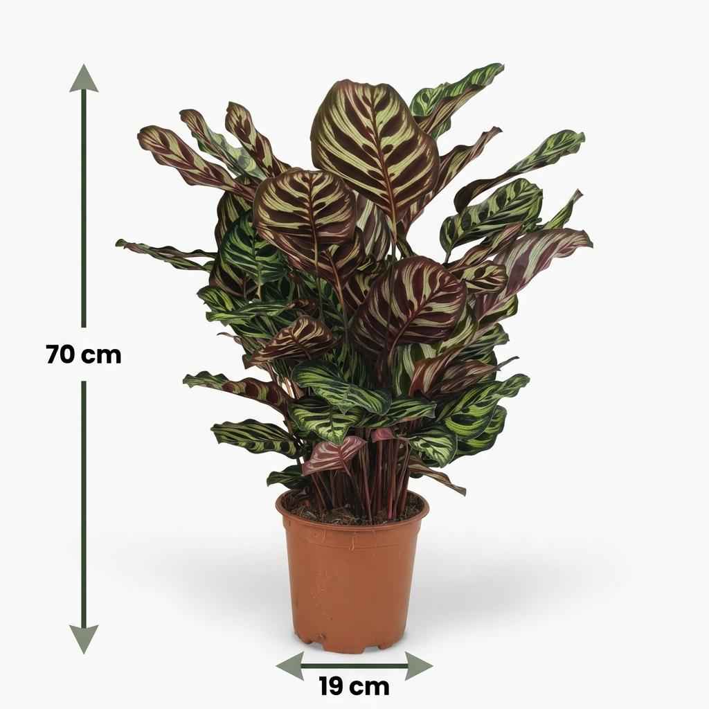 Image of Calathea makoyana Pfauen – Korbmarante grün 70cm 19cm Zimmerpflanze pflegeleicht Blätter für Wohnzimmer Büro Schlafzimmer tropische Grünpflanze-3