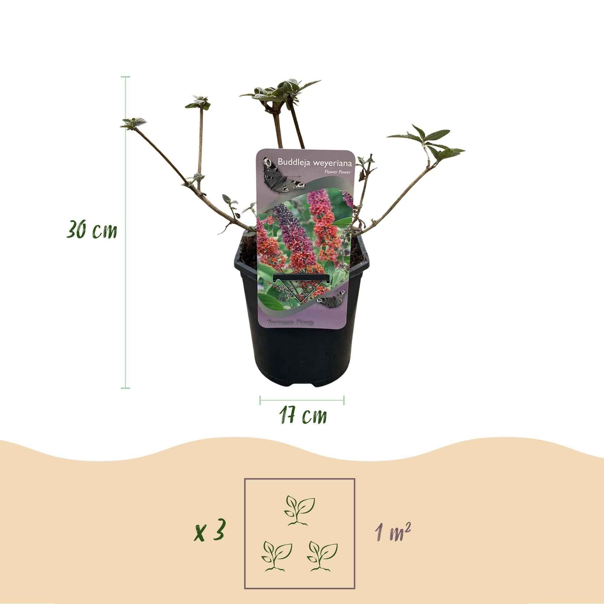 Image of Schmetterlingsbusch Buddleja davidii Flower Power – Orange – Lila Blüten – 3 Pflanzen – 1m² – Schmetterlingsfreundlich – 17cm Höhe 30cm-3