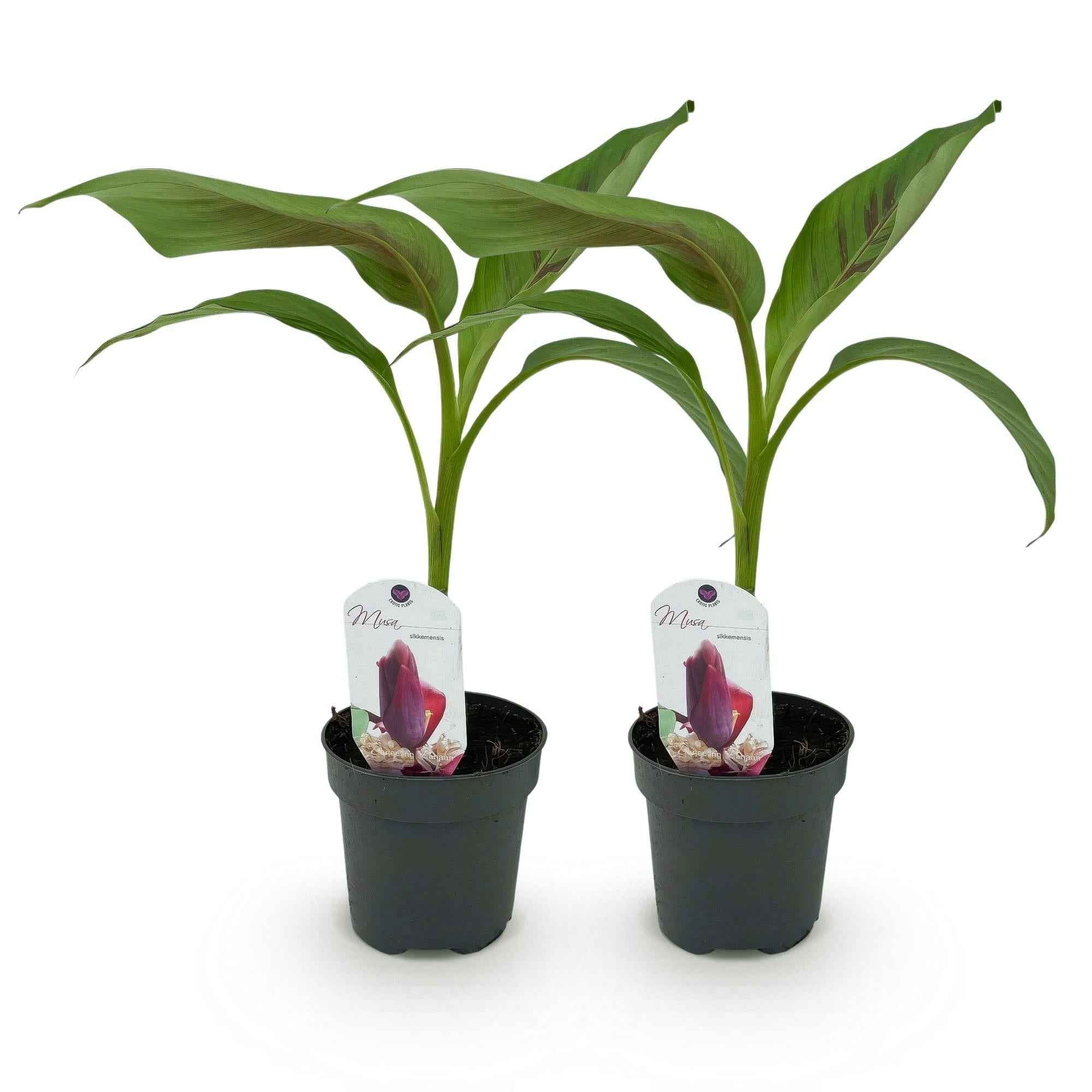 Image of Bananenpflanze Musa sikkimensis Red Tiger – 2 Pflanzen – Tropische Gartenbanane – Ø12cm, Höhe ca. 30cm