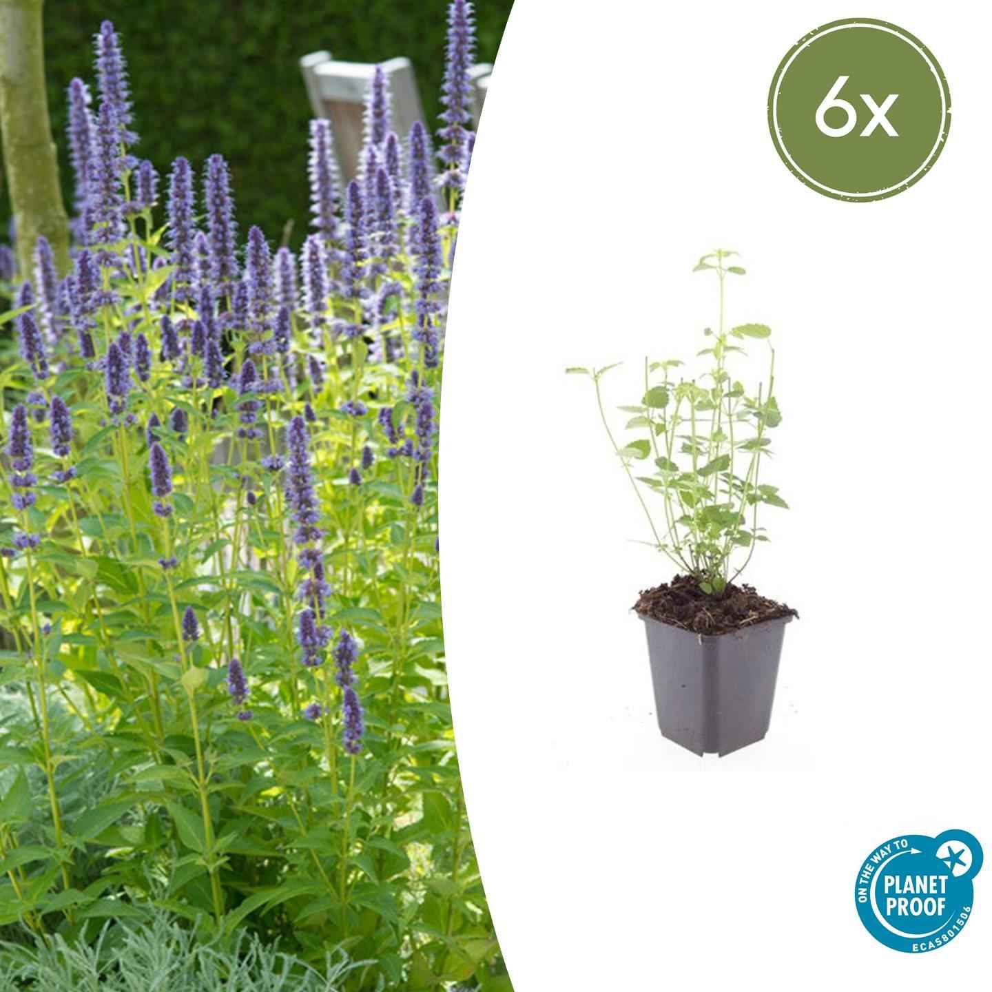 Image of Asiatische Duftnessel Agastache 'Black Adder' – 6 Pflanzen – Staude mit dunkelvioletten Blüten – Ø9cm – Blütezeit Sommer bis Herbst-1