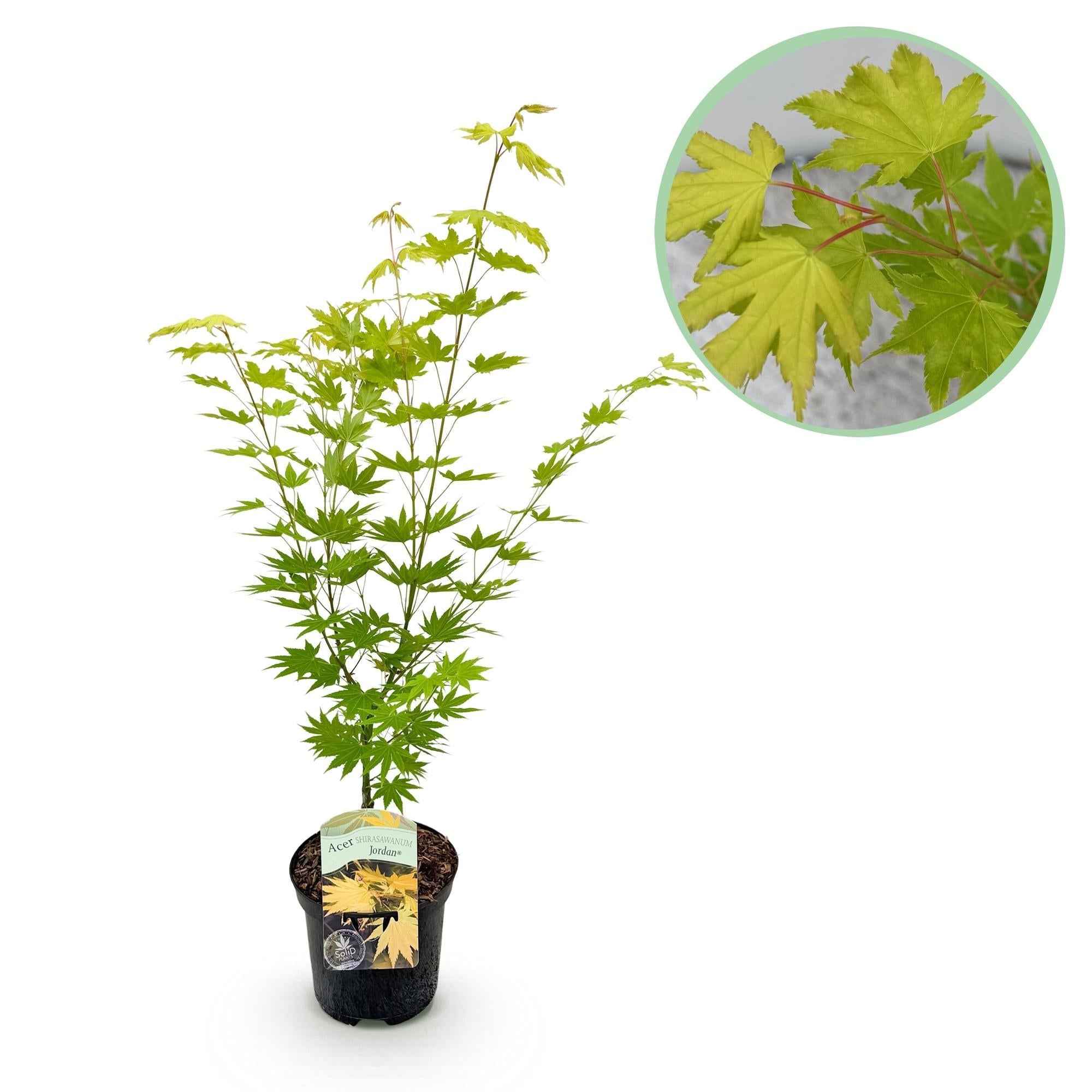 Image of Japanischer Ahorn Acer palmatum 'Jordan' – Gelb – Grün – Balkon – & Gartenpflanze – Ø19cm – Ca. 70cm hoch-0