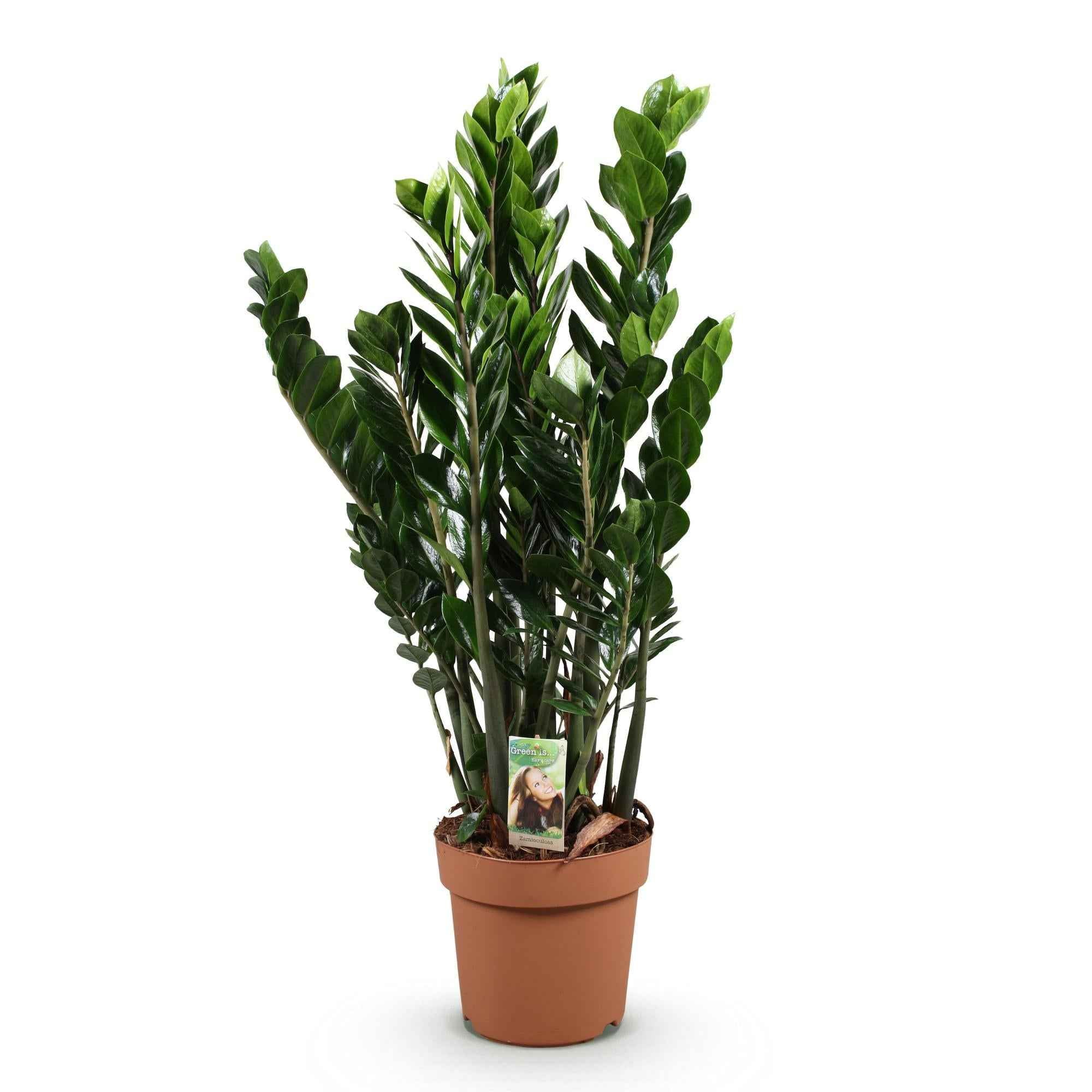 Image of Zamioculcas – ZZ – Pflanze 80-90cm – 21cm – Pflegeleichte robuste Zimmerpflanze – Tiefgrüne glänzende Blätter
