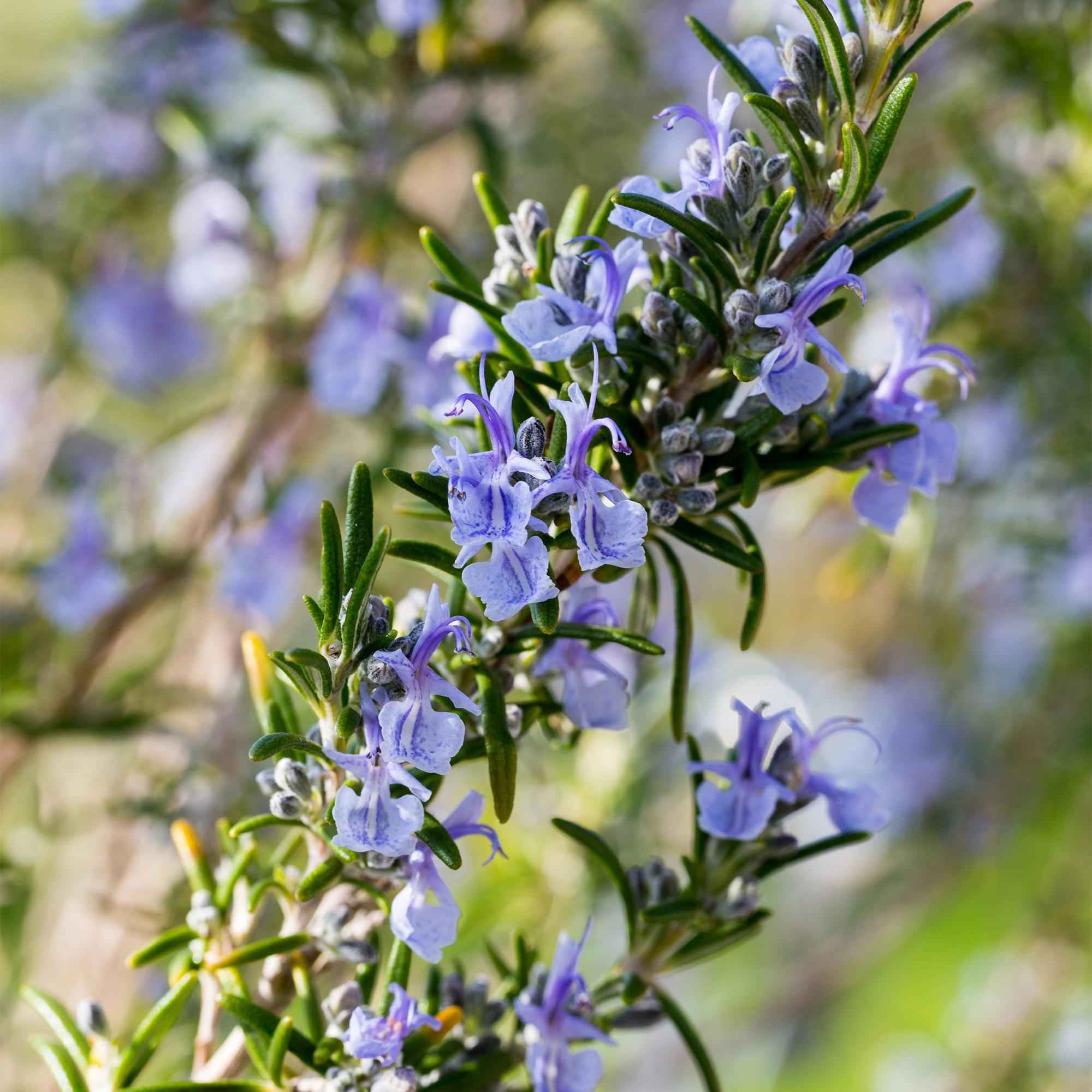Image of Rosmarin Rosmarinus officinalis – 19cm Höhe ca.90cm – Immergrün & winterhart – Lila Blüte – Aromatische Kräuterpflanze-2