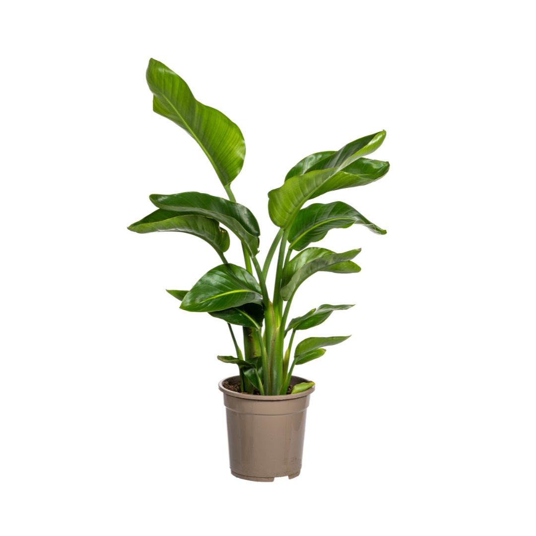 Image of Baum – Strelitzie – Strelitzia Nicolai – Zimmerpflanze – Tropische Riesenpflanze – Ø21cm – Höhe 90-110cm – Exotischer Blickfang – Pflegeleicht-0