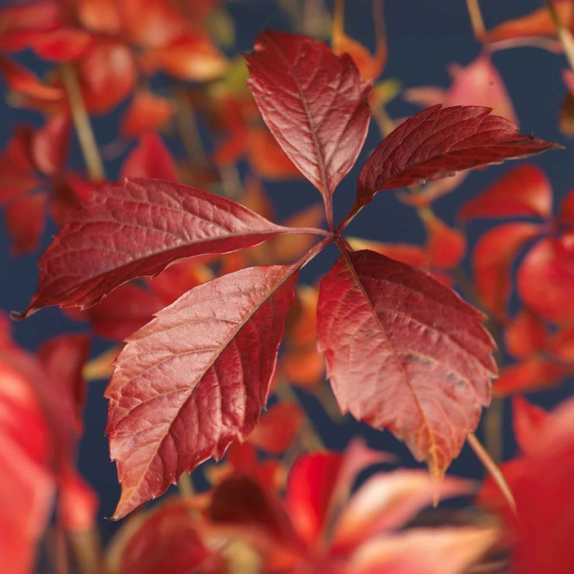 Image of Selbstklimmender Mauerwein Parthenocissus Engelmannii – Kletterpflanze mit grünen & roten Blättern – 2 Pflanzen – 11cm x H40cm – Pflegeleicht