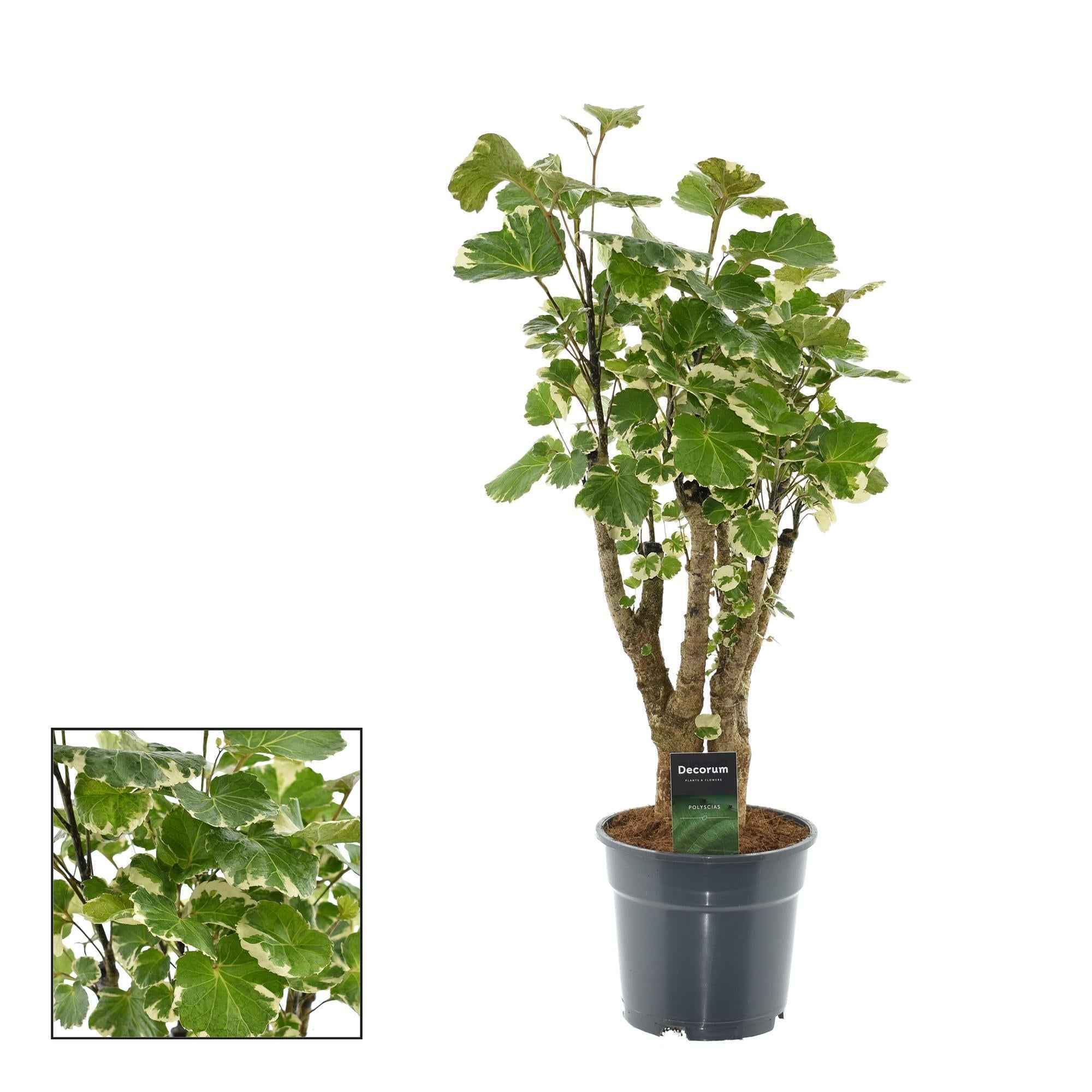 Image of Polyscias Balfouriana – Zimmerpflanze – Ø17cm – ca. 50cm hoch – Dekorativer Aralienstrauch – Pflegeleicht & buschig – Für helle bis halbschattige Innenräume-0