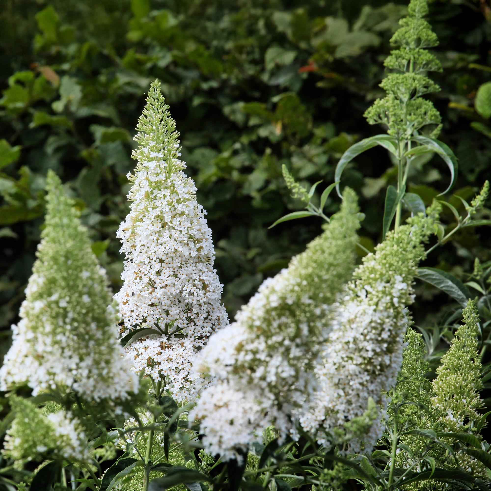 Image of Schmetterlingsstrauch Buddleja davidii White Profusion – Weiße Blüten – Bienfreundlich & Schmetterlingsanziehend – Laubabwerfend – Höhe 17-25cm