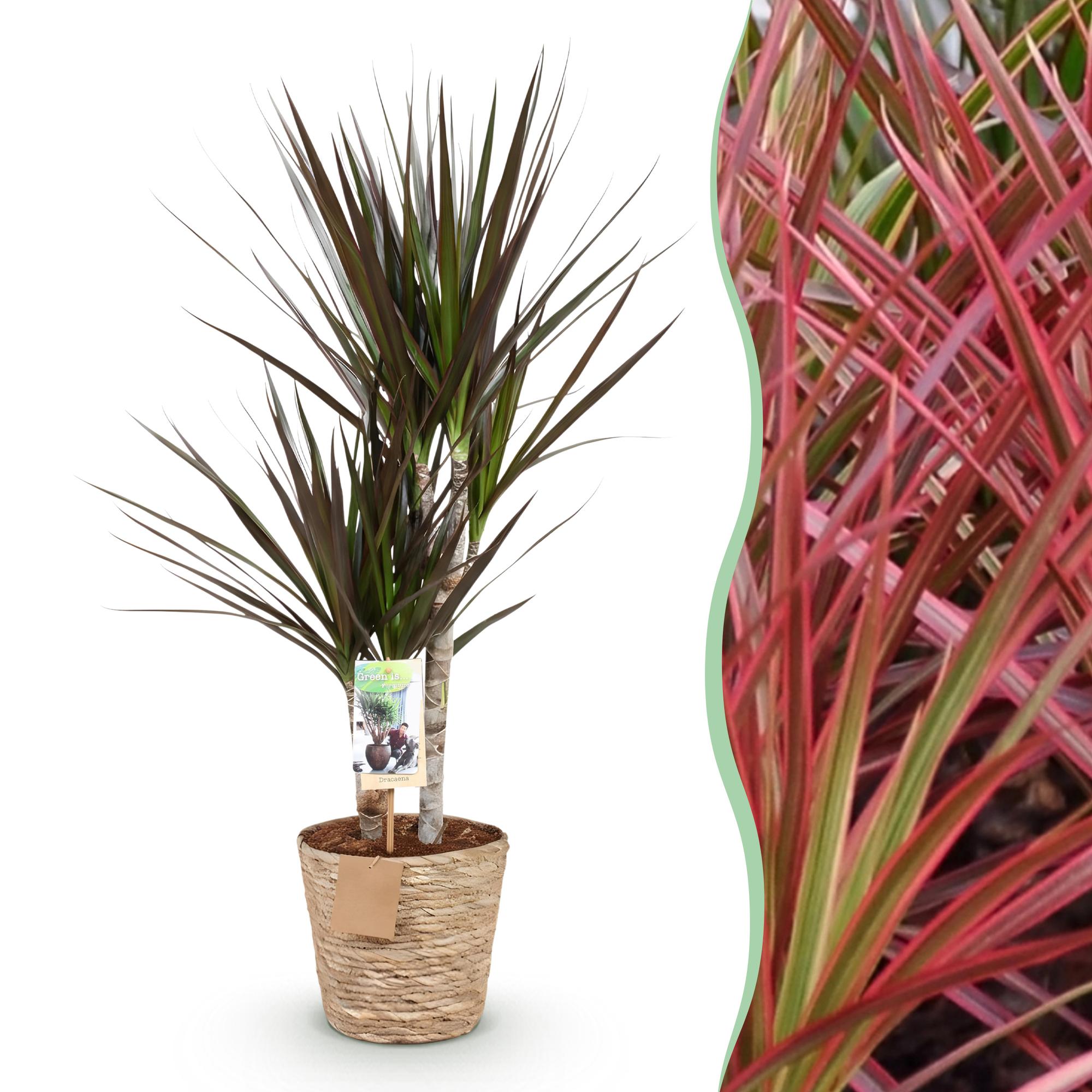 Image of Dracaena Magenta – 70-80cm – 17cm inkl. Naturkorb – Pflegeleichter Drachenbaum – Rot – Grüne Zimmerpflanze mit eleganten Blättern – Ideal für Wohn-1
