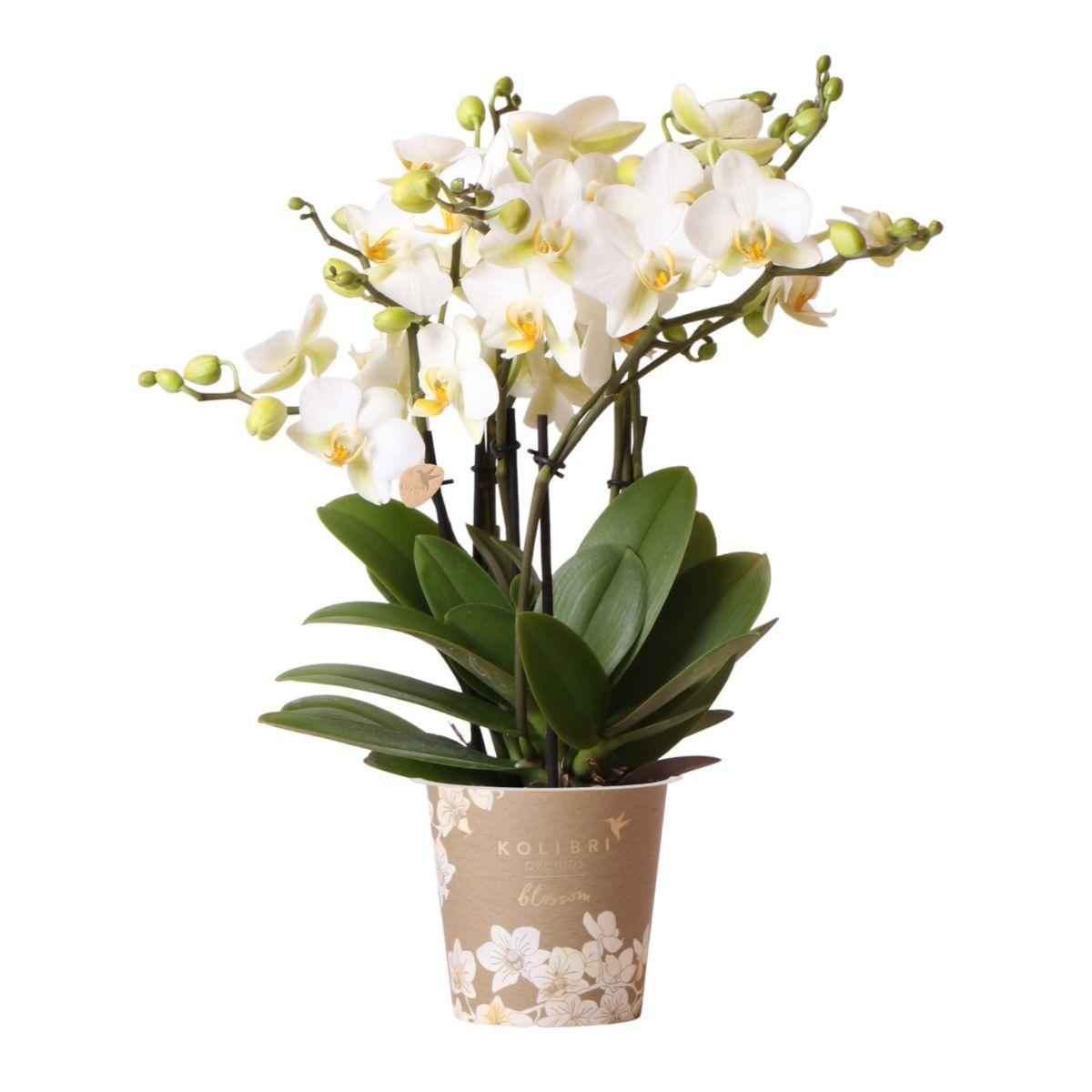 Image of Phalaenopsis Orchidee Lausanne – Weiß – Ø12cm – 2-3 Zweige – Elegante Zimmerpflanze mit vielen Blüten – Für Wohnzimmer, Büro & Bad-0